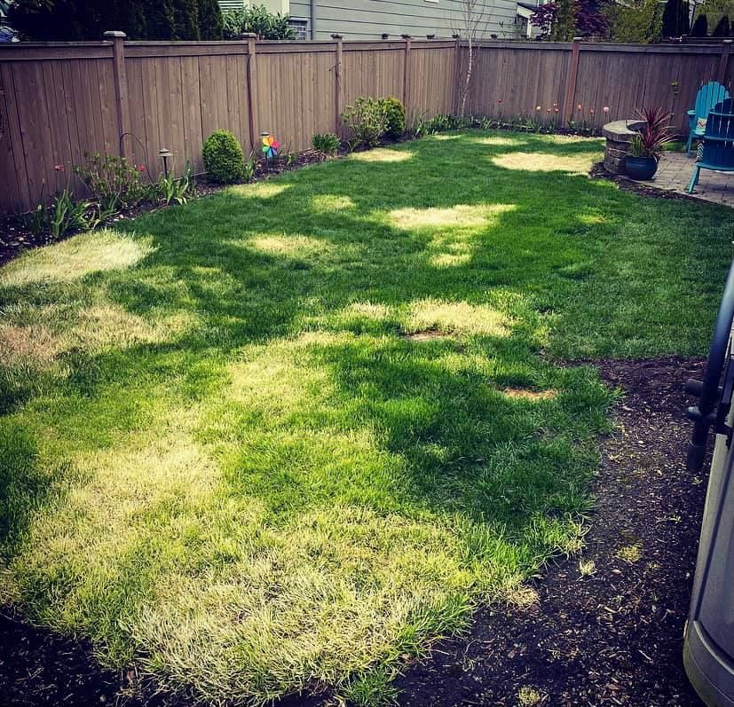 Lawn Care for A Living Art Landscaping in Everett, WA