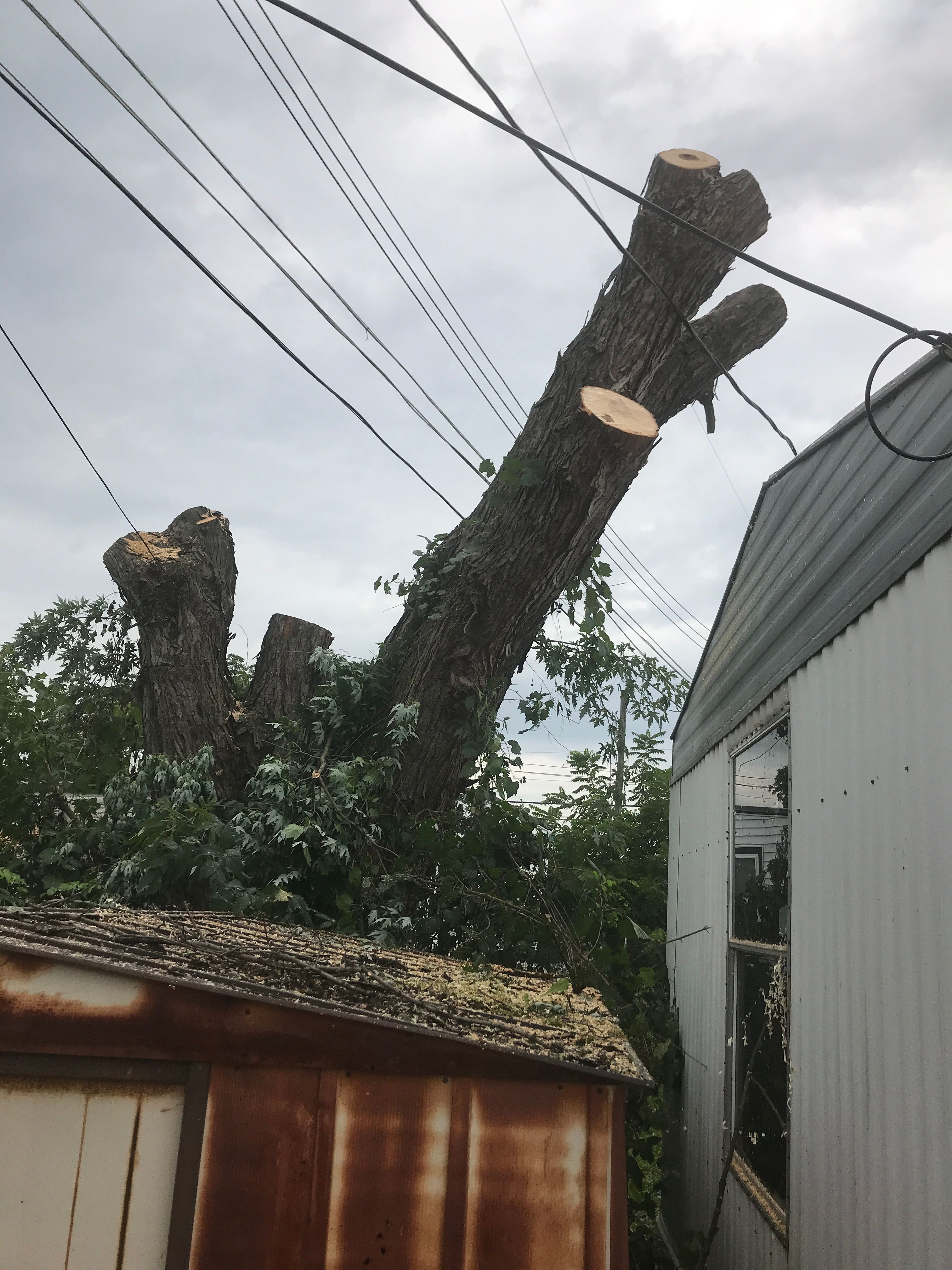 Tree Removal for Benjamin & Sons in Elmira, NY