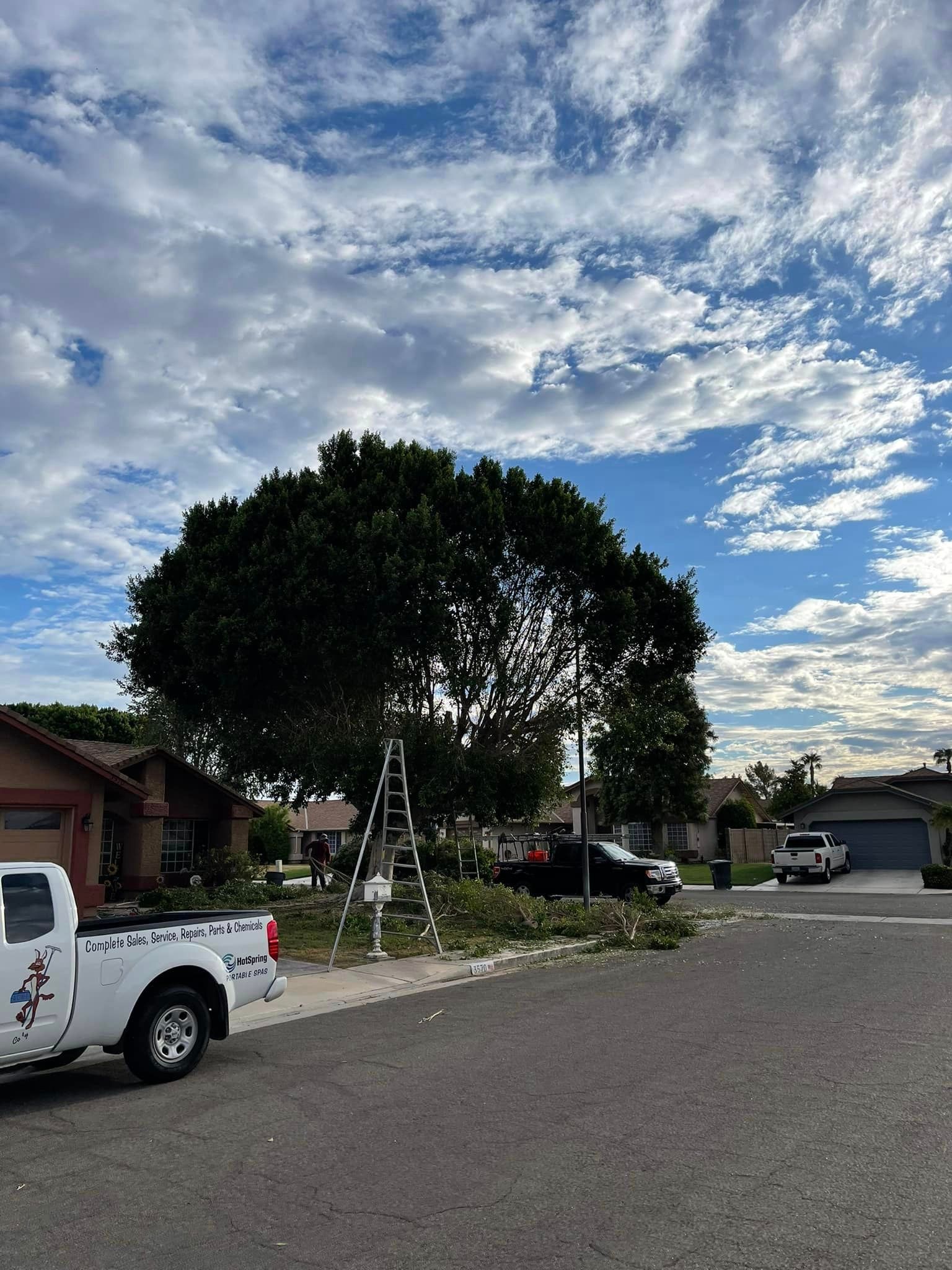 Tree Removal for Oliver L. Palm & Tree services in Yuma, AZ