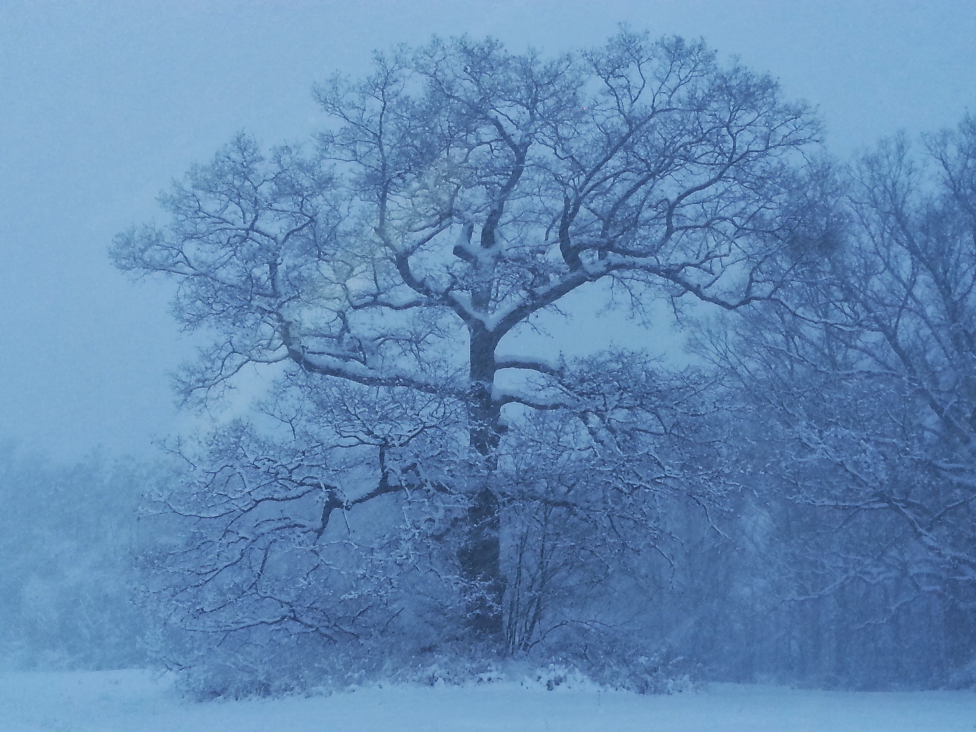  for Advanced Tree Solutions in Rockville, IN