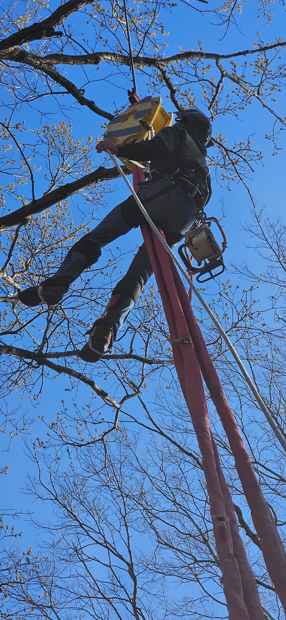  for Beach Tree Care in Virginia Beach, VA