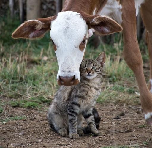  for Gallagher's Plastering in Mississauga, ON