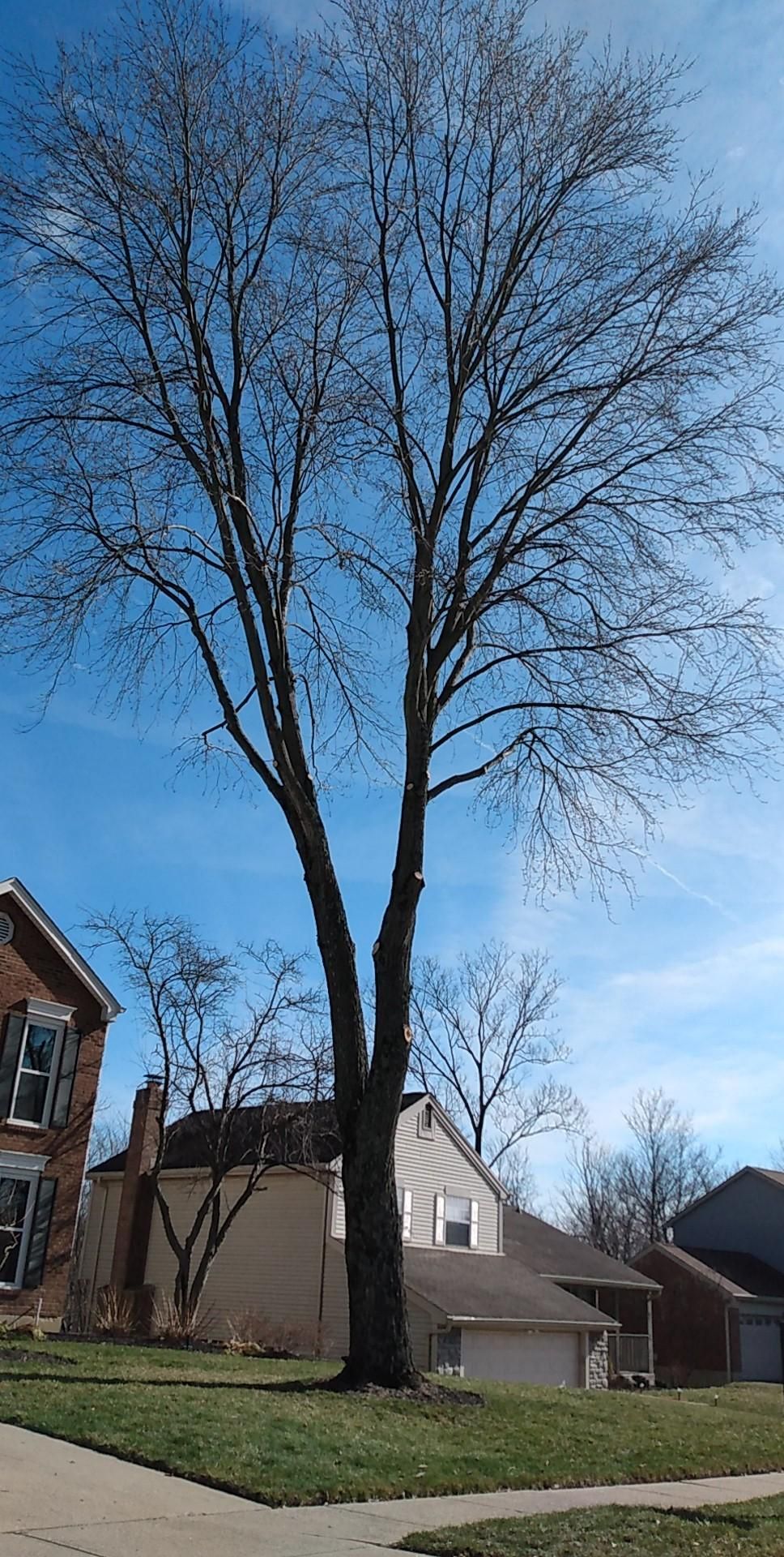  for Kingdom Tree Trimming and Removal LLC in Covington, KY