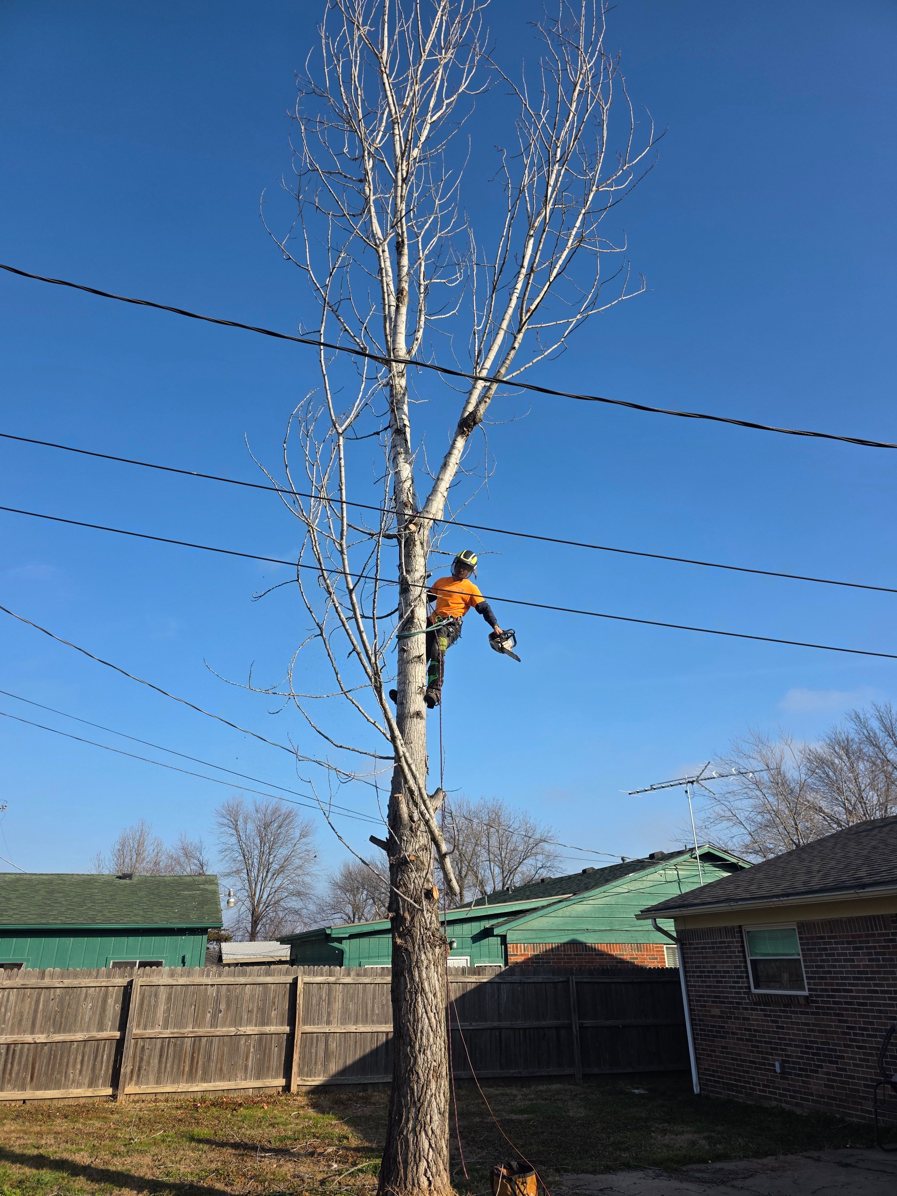  for Oklahoma Tree Guy in Bartlesville, OK