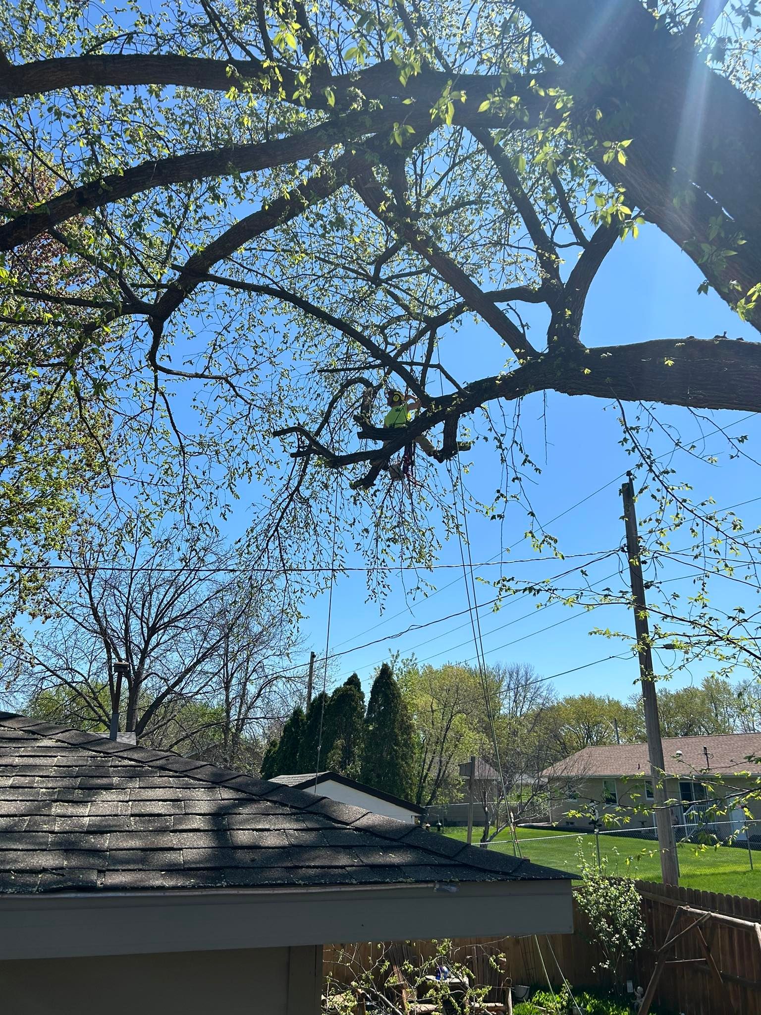 All Photos for Allstate Tree Service in Fridley, MN
