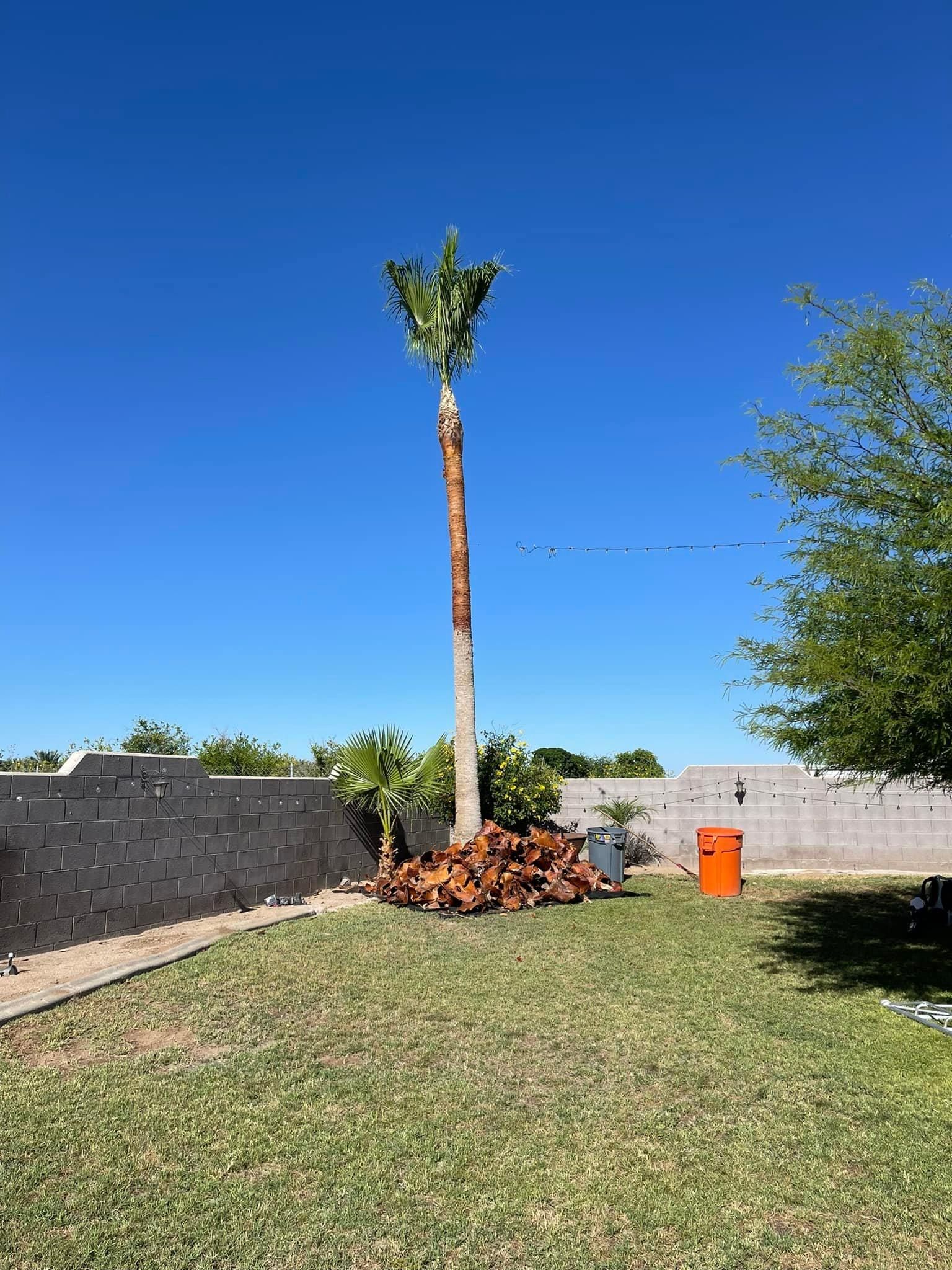  for Oliver L. Palm & Tree services in Yuma County, AZ