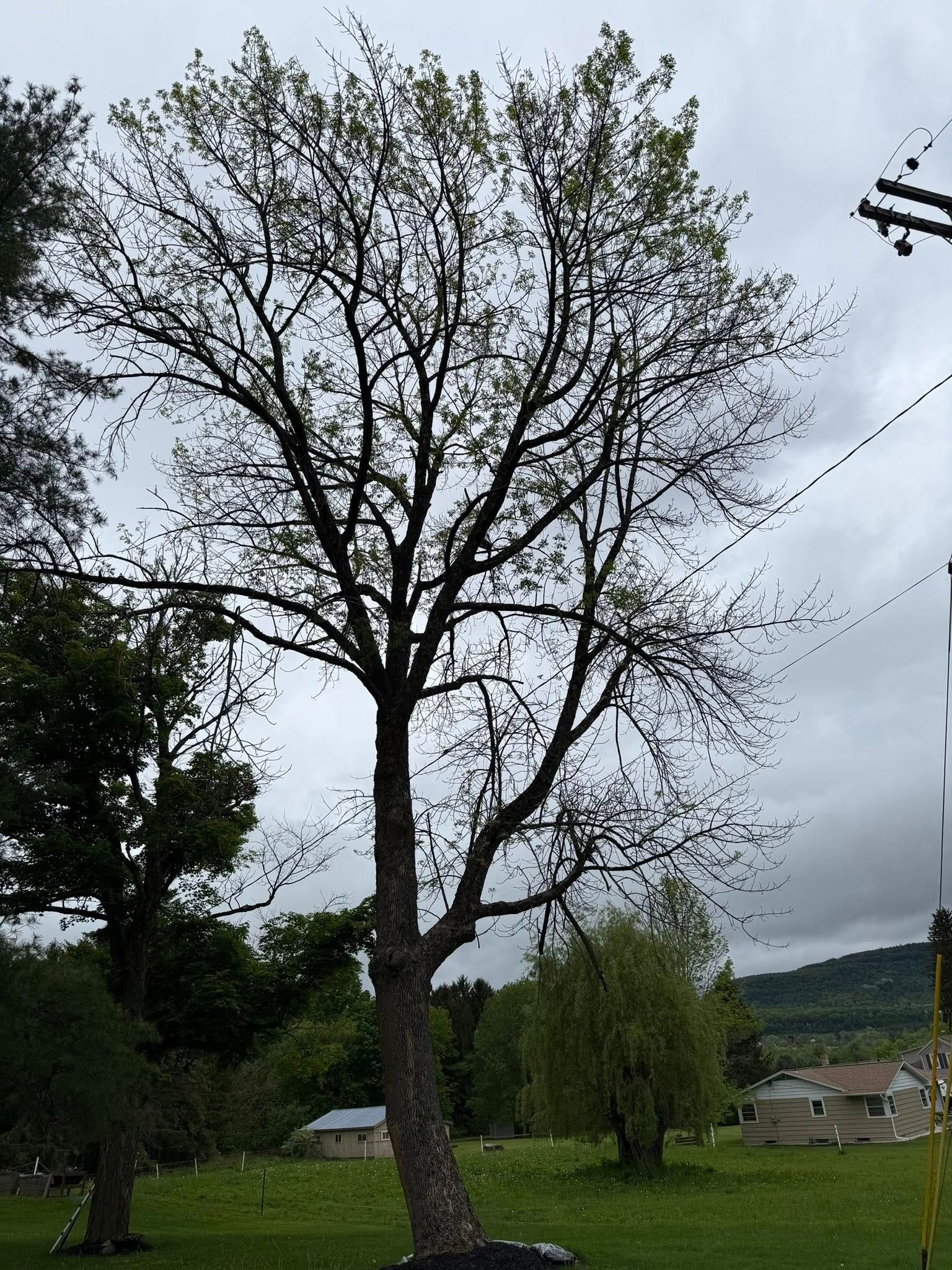 All Photos for Sterlings Tree Removal in Cobleskill, New York