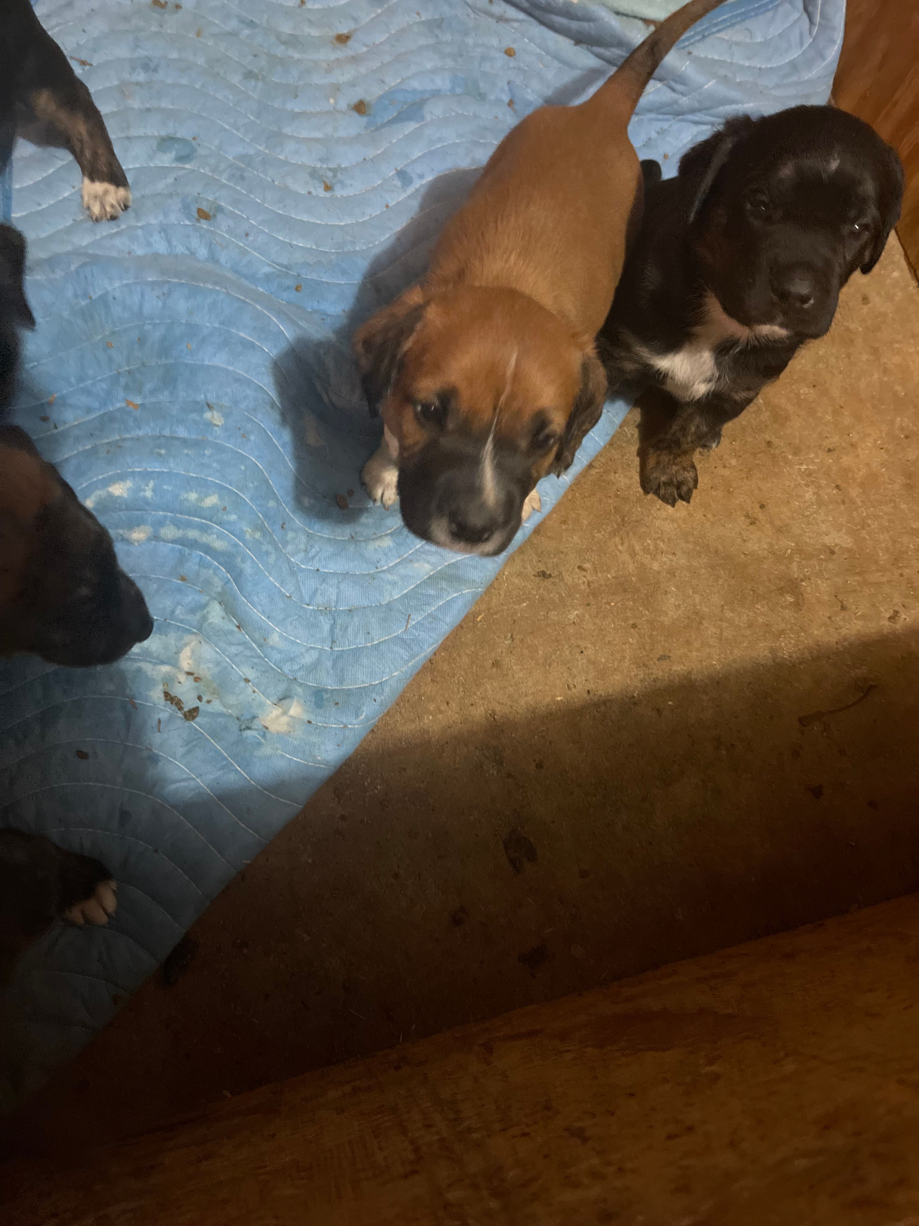  for DDH Custom Home Improvement in Atlanta, Georgia