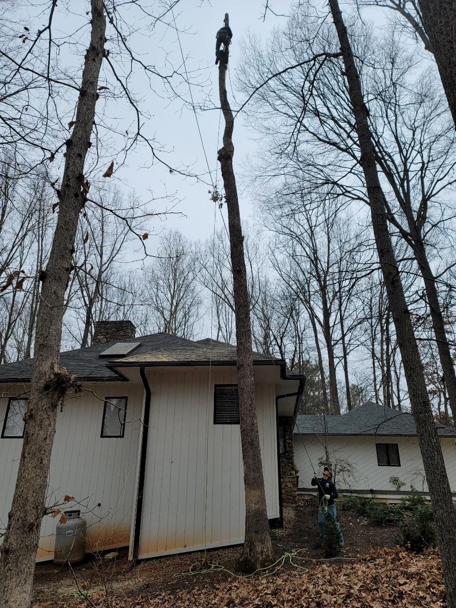  for Integrity Tree and Landscaping in Lynchburg, VA