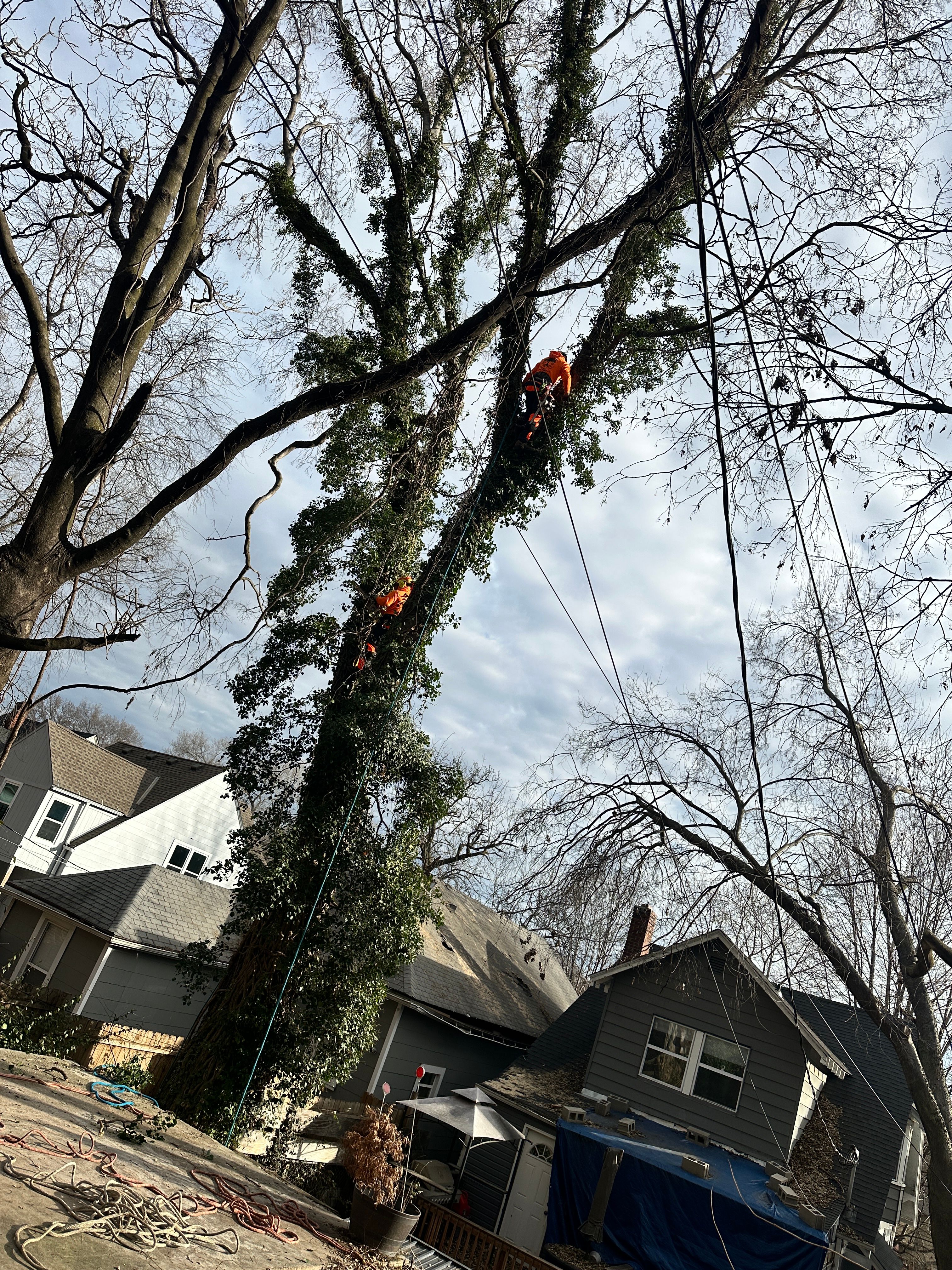 All Photos for Cross Family Tree Service in Kearney, MO