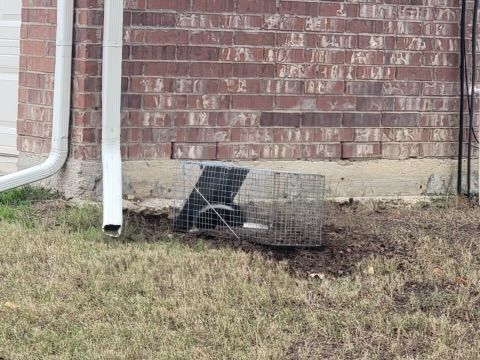 All Photos for The Critter Crew in DFW, TX