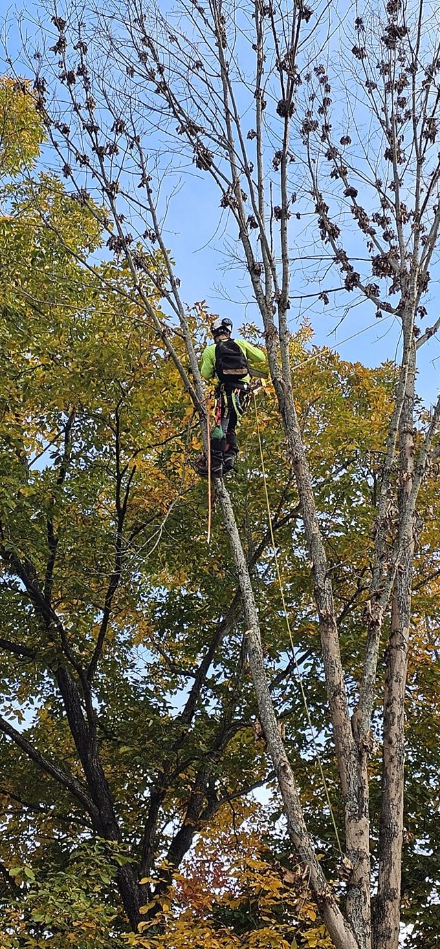  for Reagan & Sons Tree Service in Dandridge, TN
