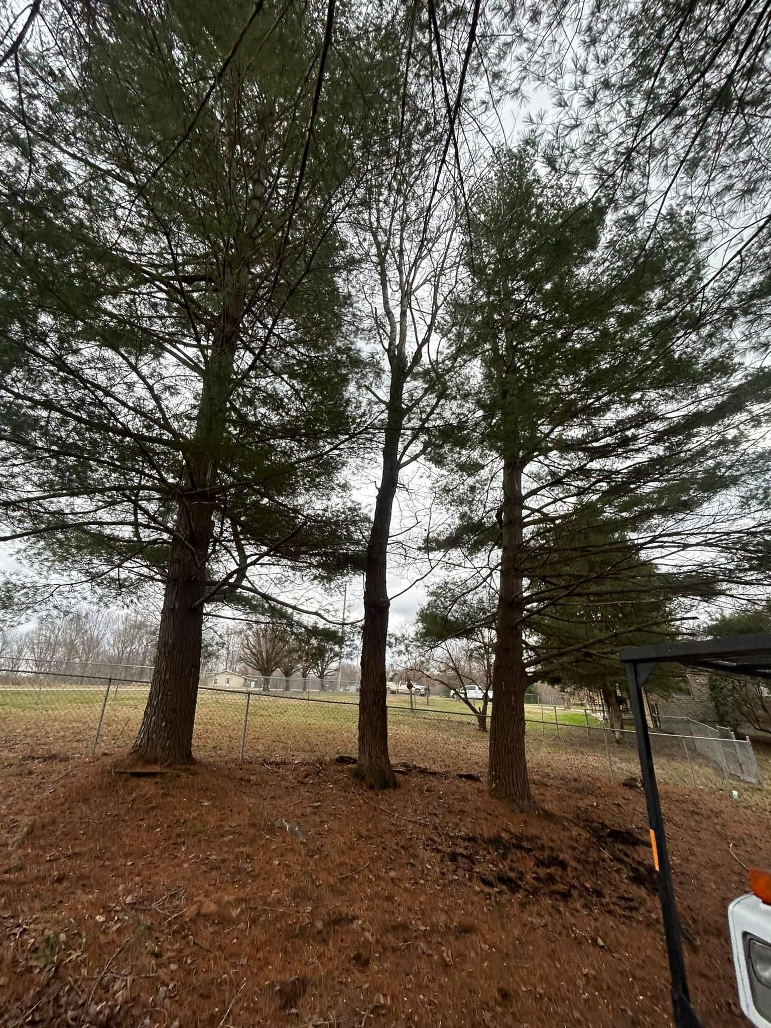 Fall and Spring Clean Up for Atwood’s Tree Care in Liberty,  KY