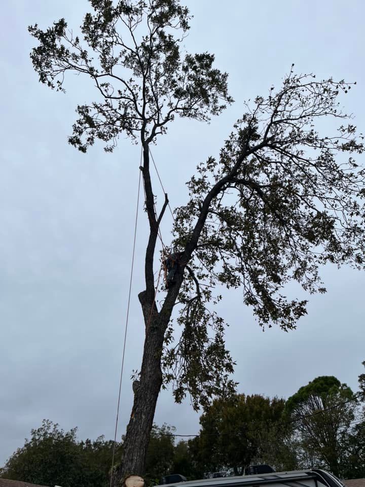  for Camerons Stump Grinding & Tree Services in Austin, TX