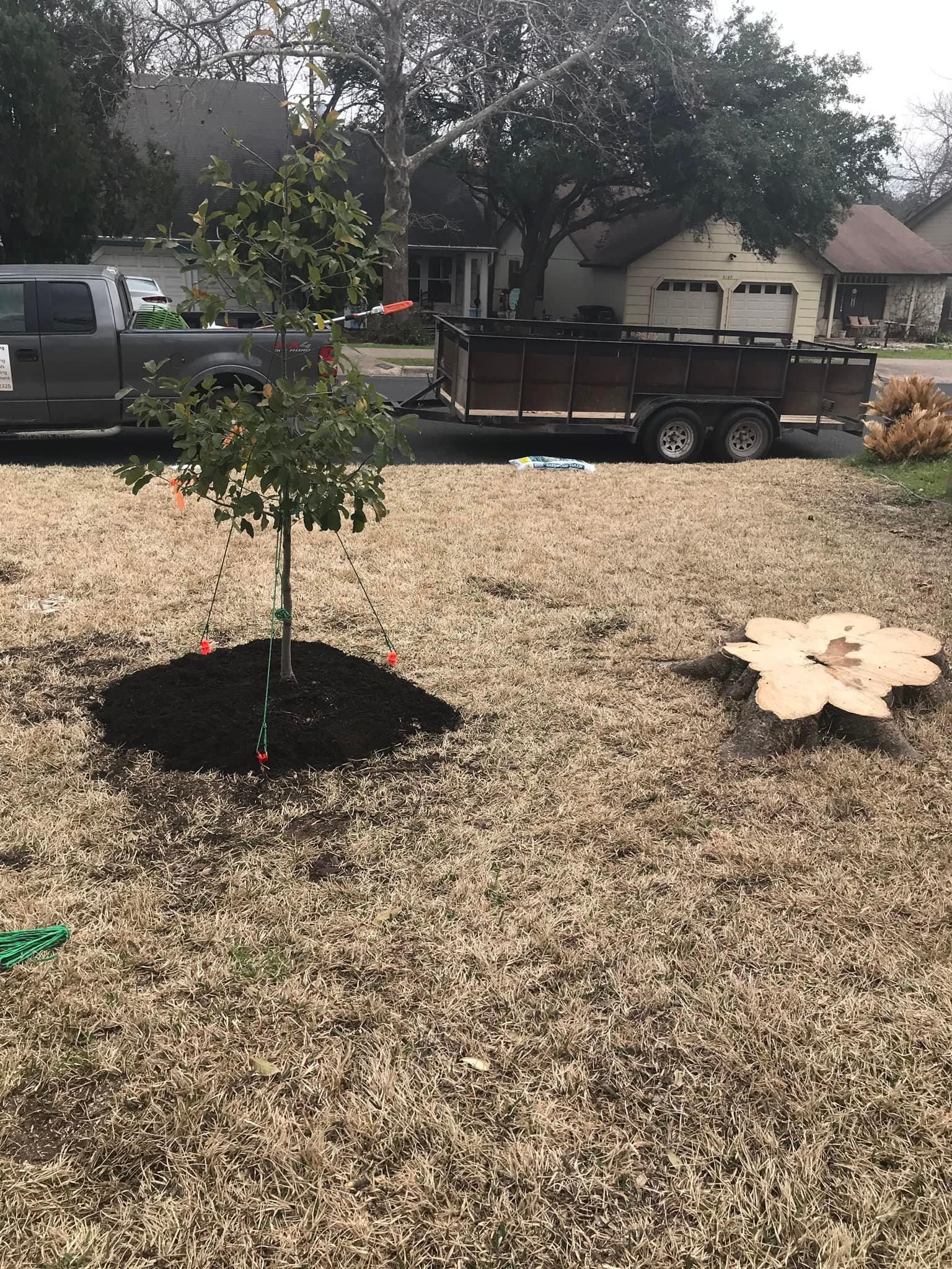  for Camerons Stump Grinding & Tree Services in Austin, TX