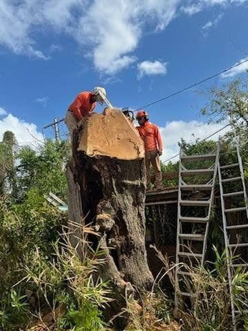  for Servin's Tree Care  in Houston, TX