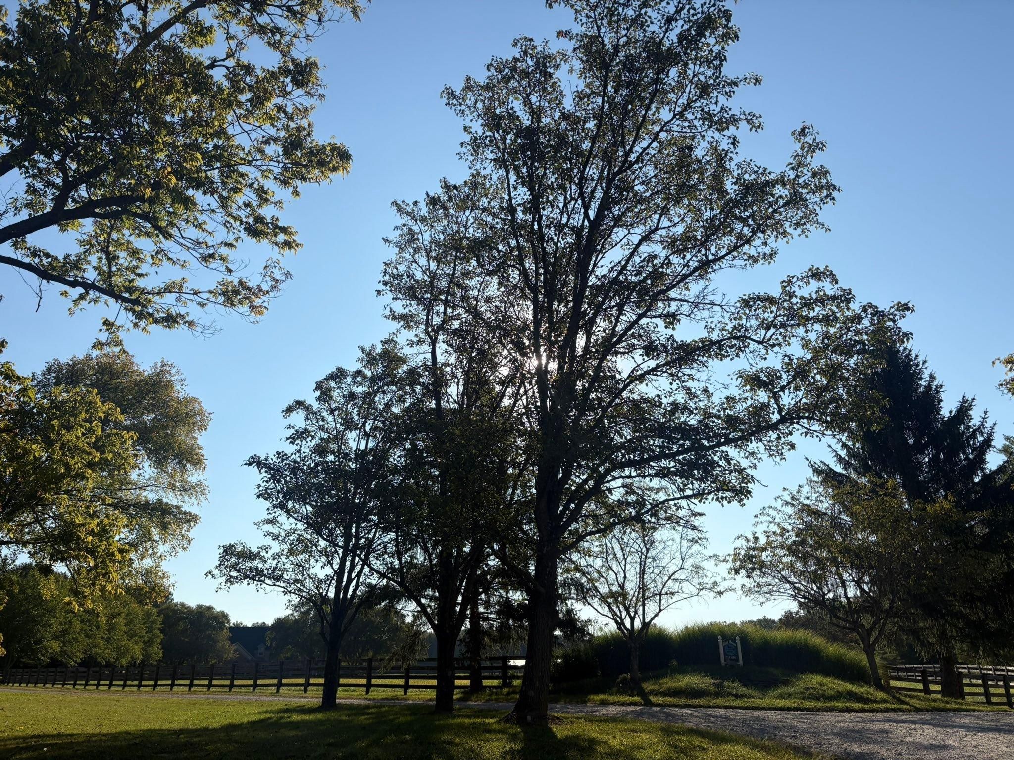  for Dig-It Tree Company in , 