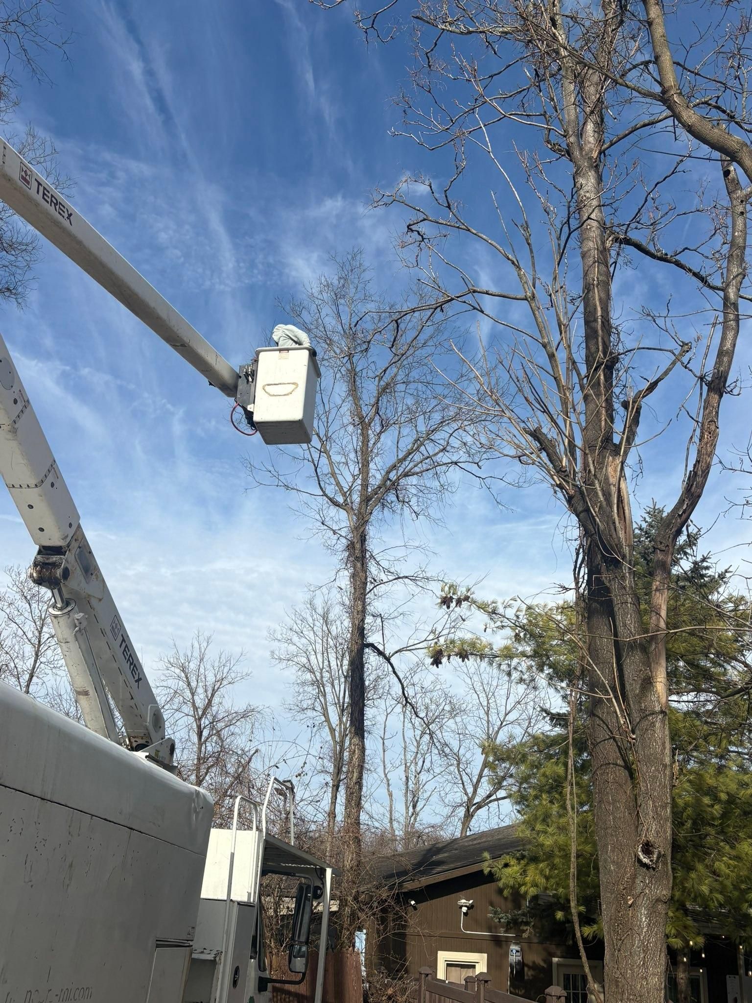  for Dig-It Tree Company in Mason, OH