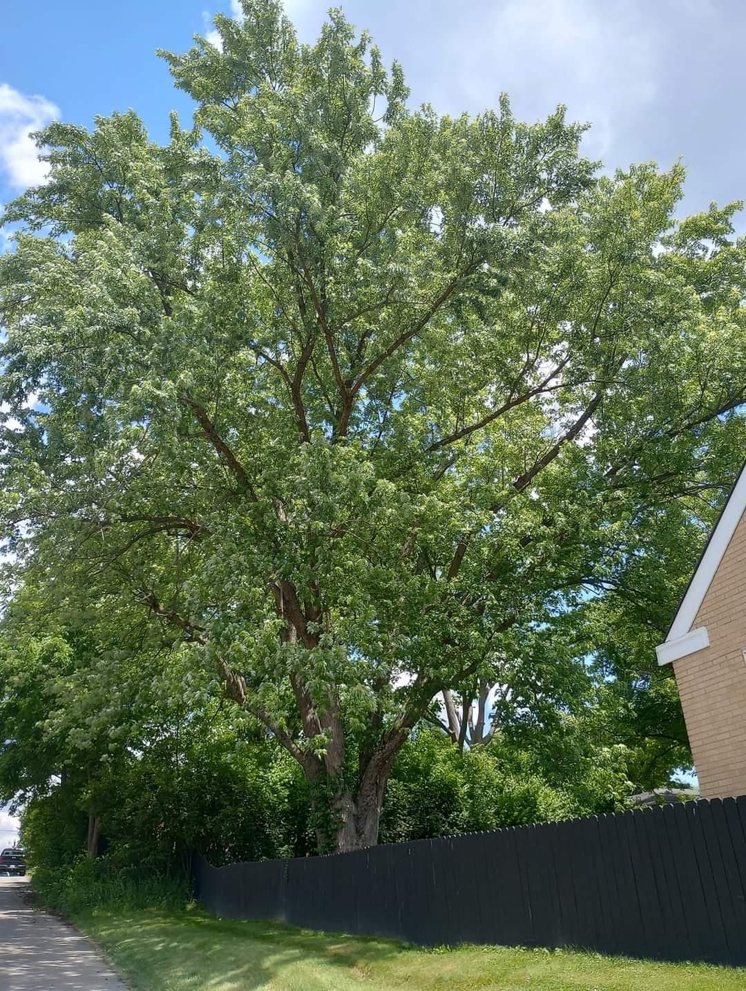  for Kingdom Tree Trimming and Removal LLC in Covington, KY