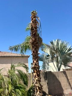  for Patriot Tree Service in Mesa, AZ