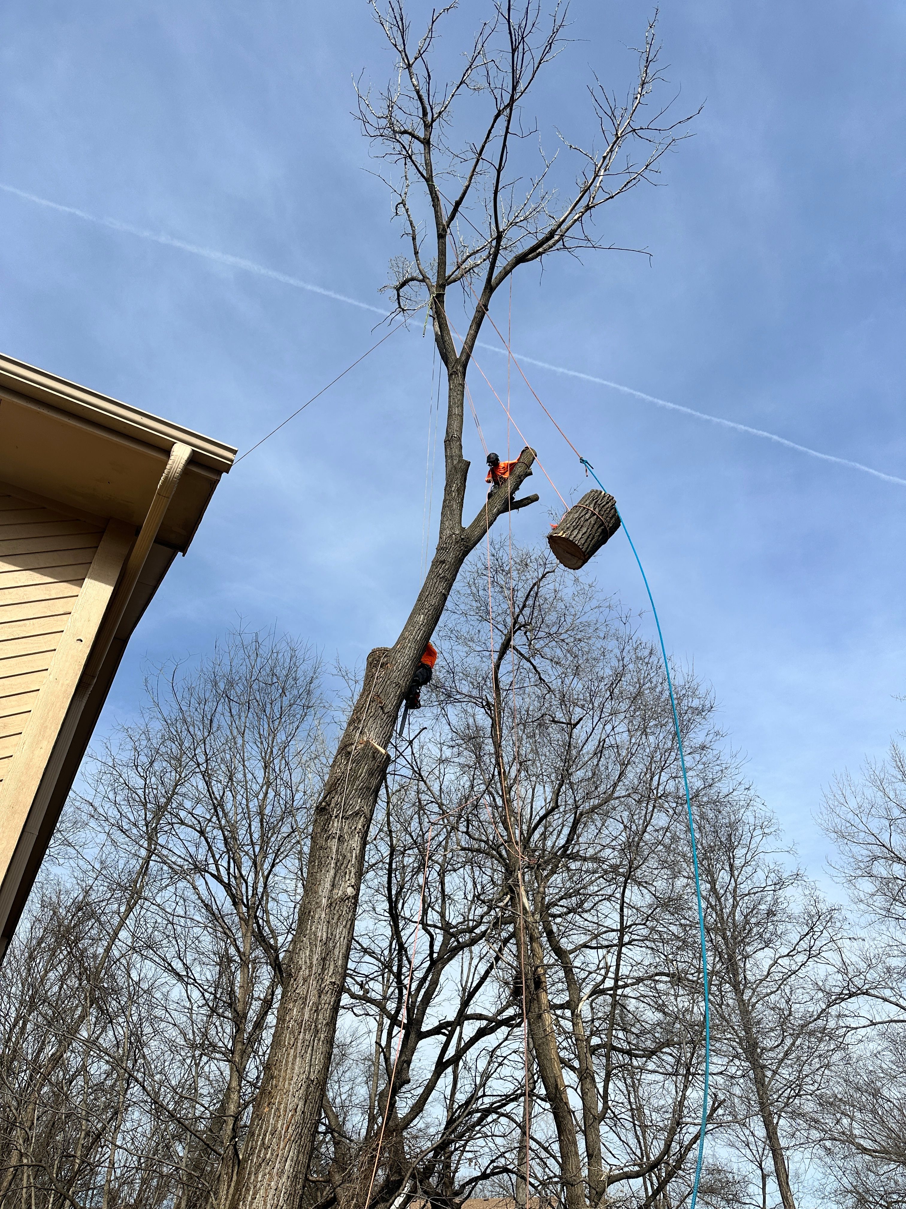 All Photos for Cross Family Tree Service in Kearney, MO