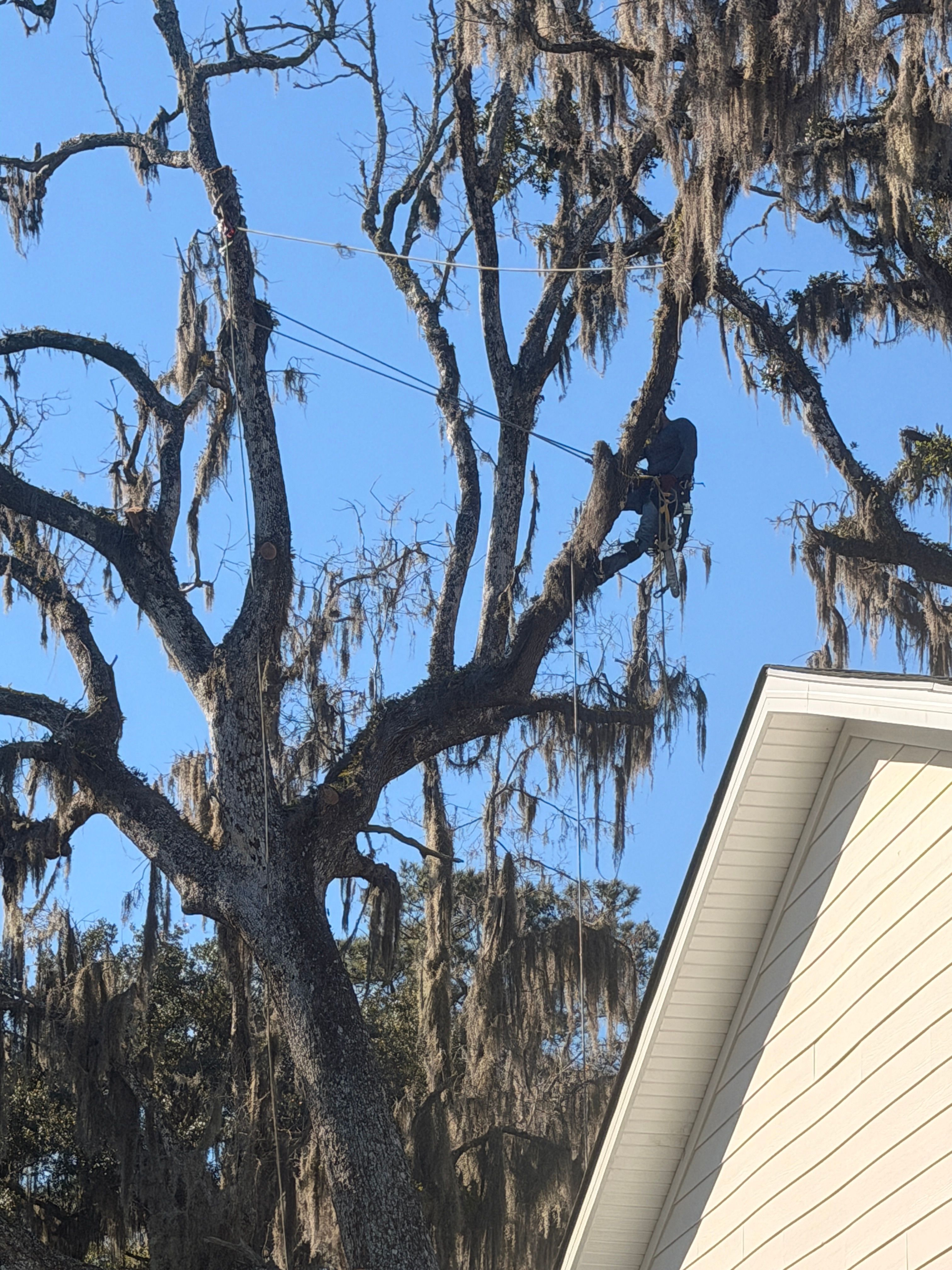 All Photos for Hawkins Tree Service & Land Management in Richmond Hill, GA