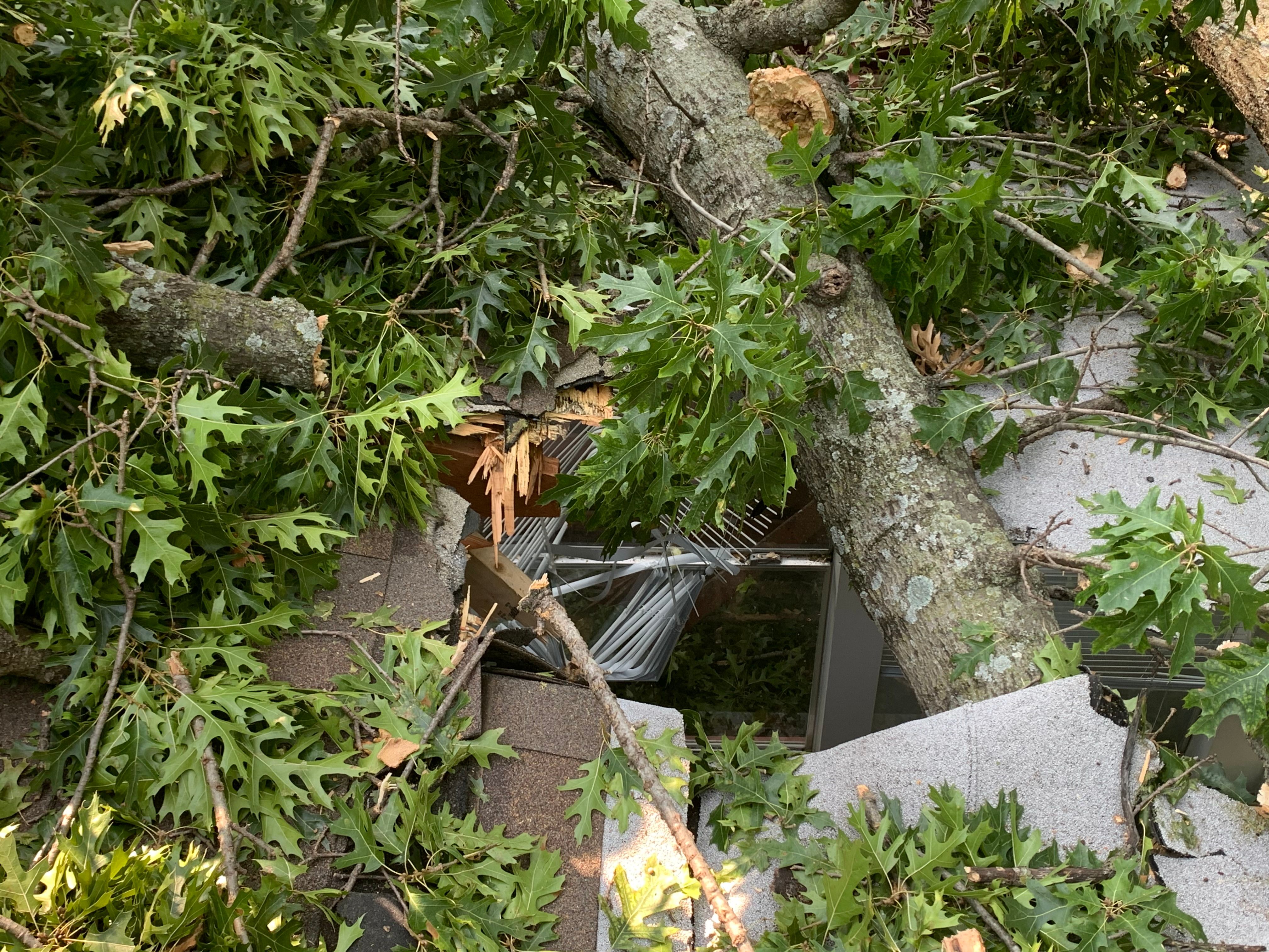  for TLC Professional Tree Service in Bedford, TX
