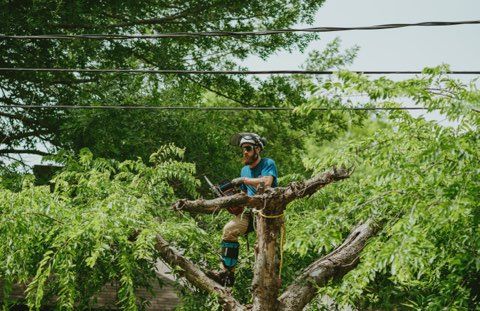 Tree Removal for Blu-J Tree Care in Arlington, TX