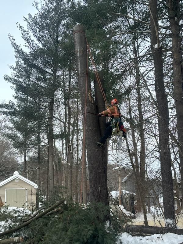 for T's Trees in Albany, NY