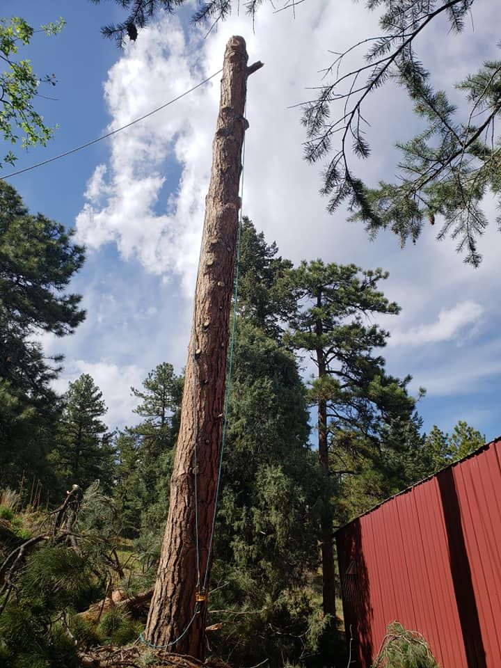  for Sloan Tree Service in Aurora, CO