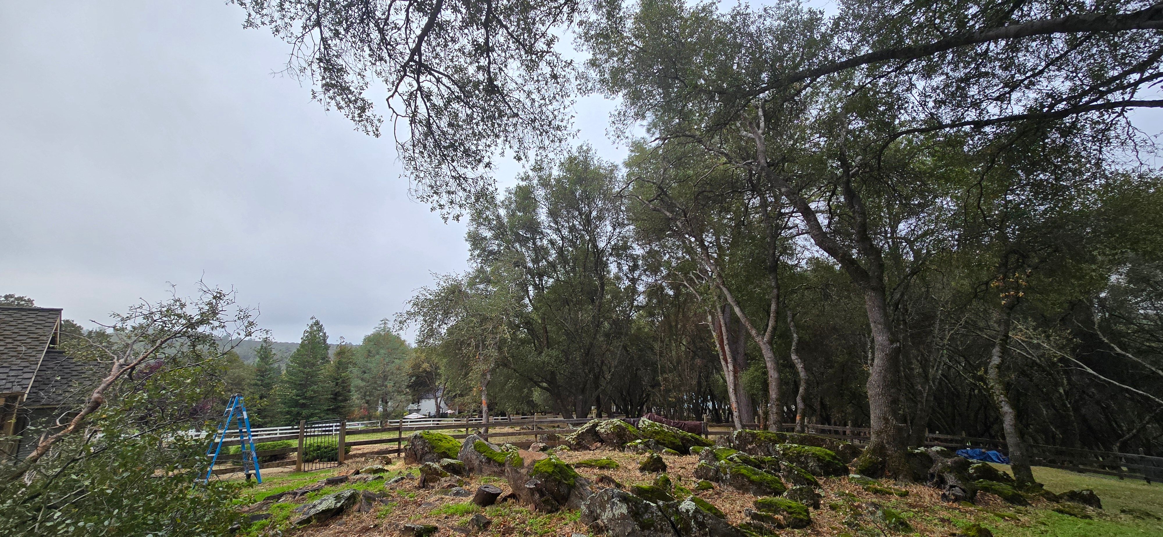  for George Staddan's Professional Tree Care in Placerville, CA