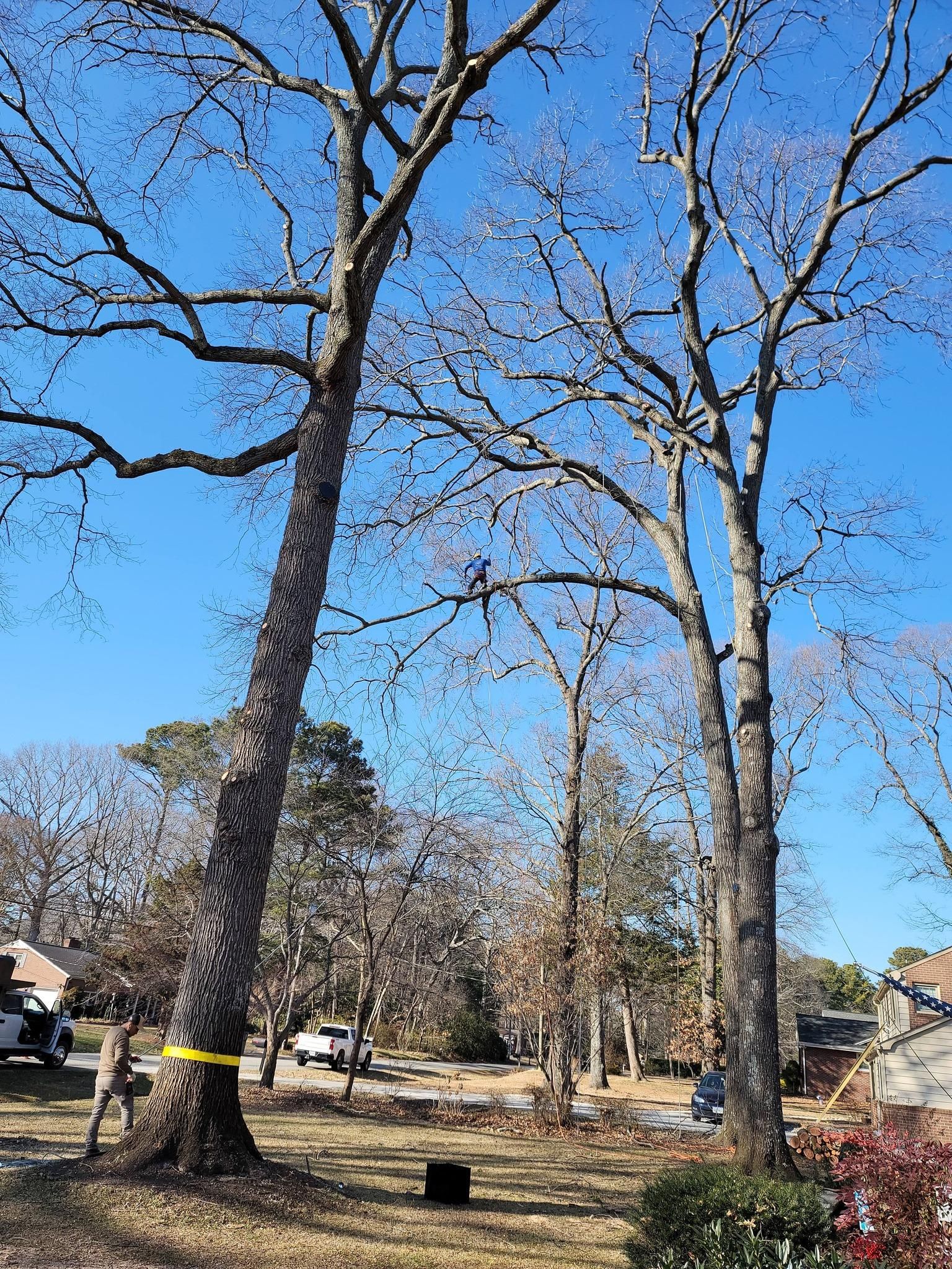  for Integrity Tree and Landscaping in Lynchburg, VA