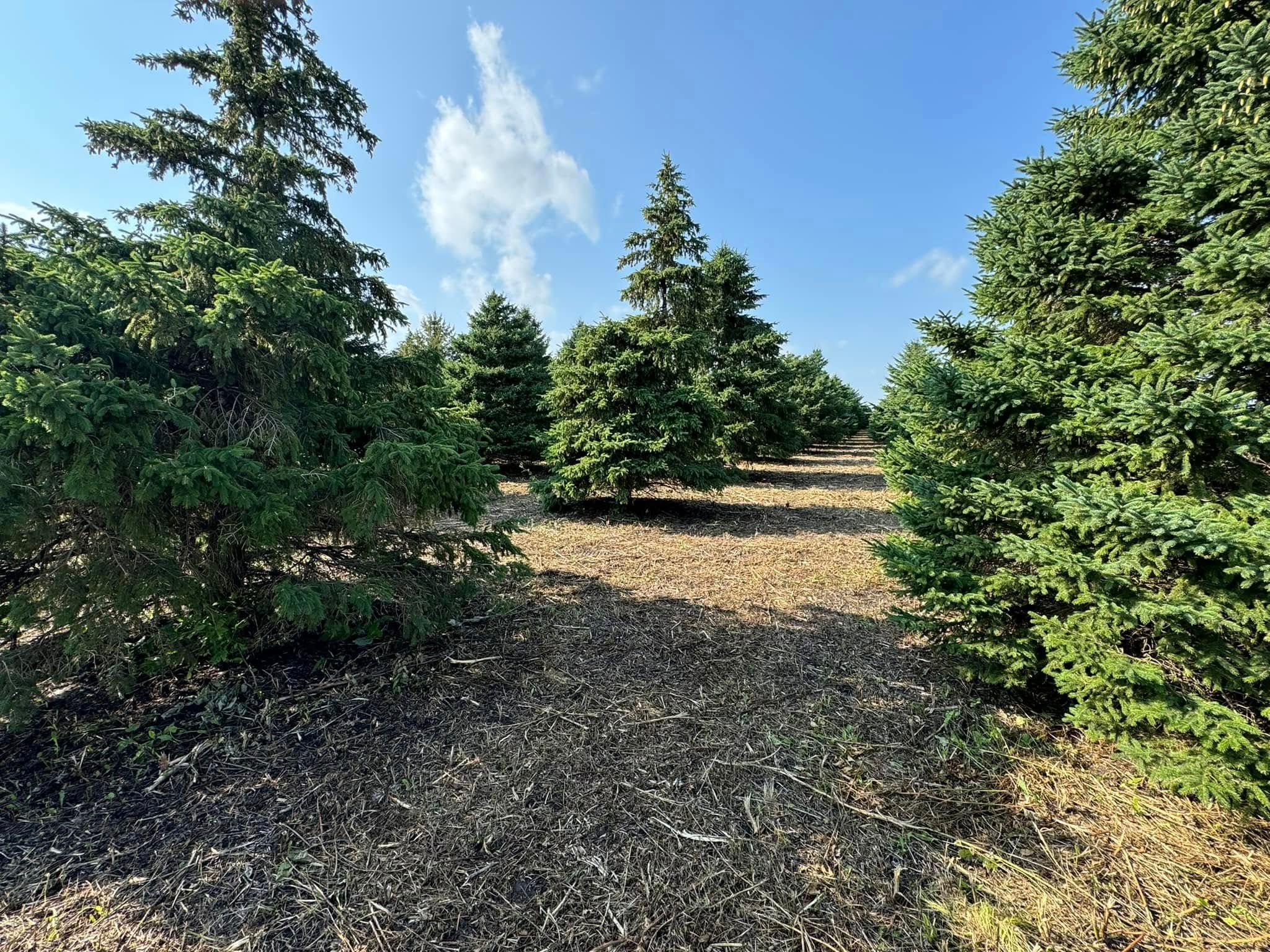  for RTK Co. Land Management in Raymond, MN