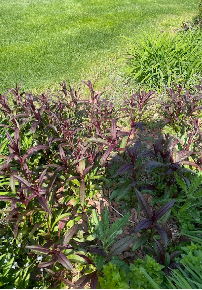  for Mulch & Dig in West Bloomfield Township, MI