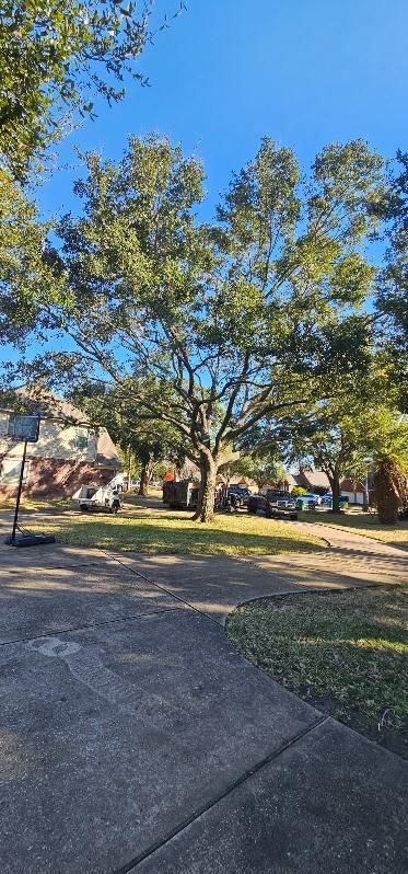  for Servin's Tree Care  in Houston, TX