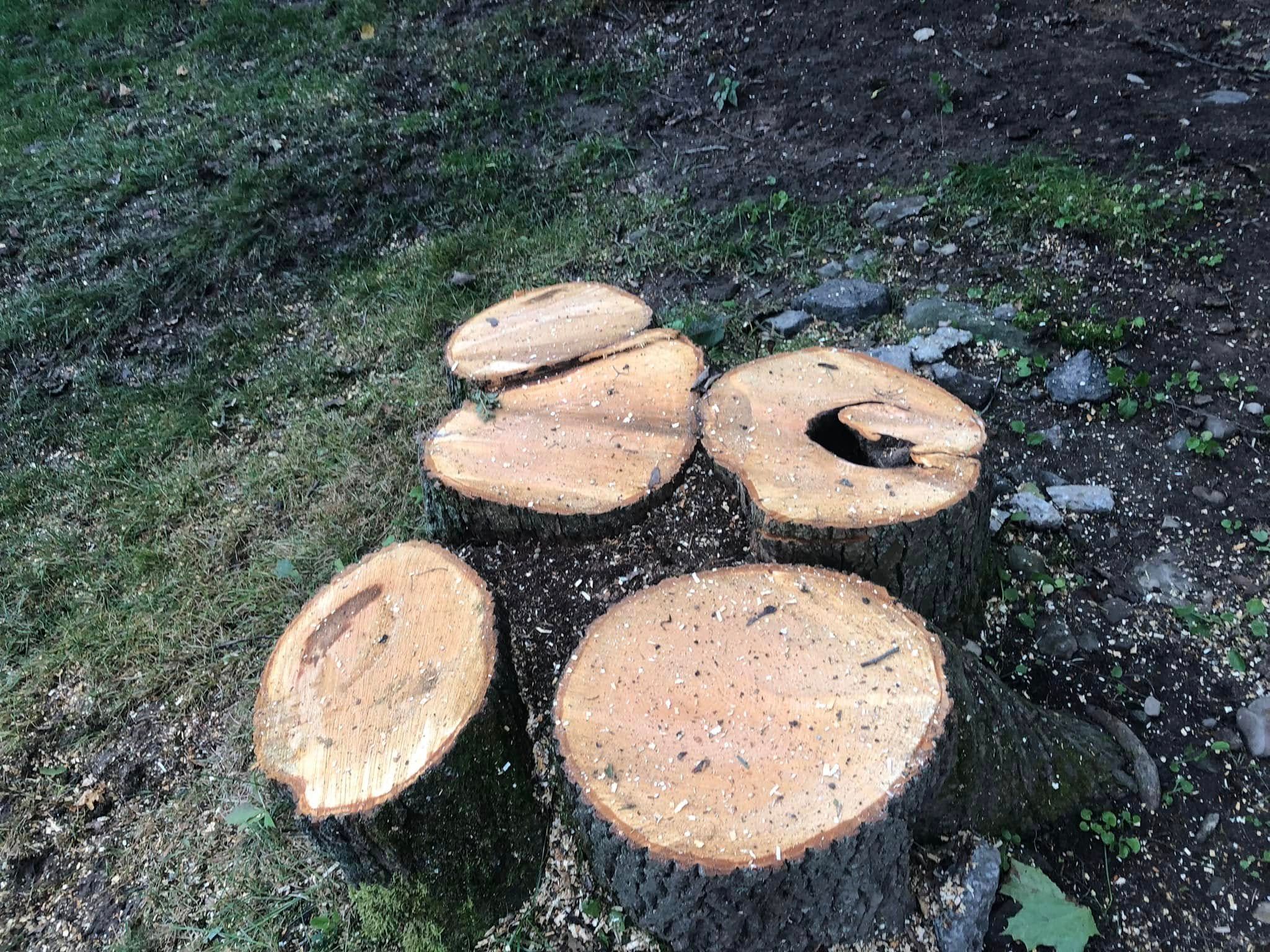  for All American Tree Services LLC in Dallas, PA