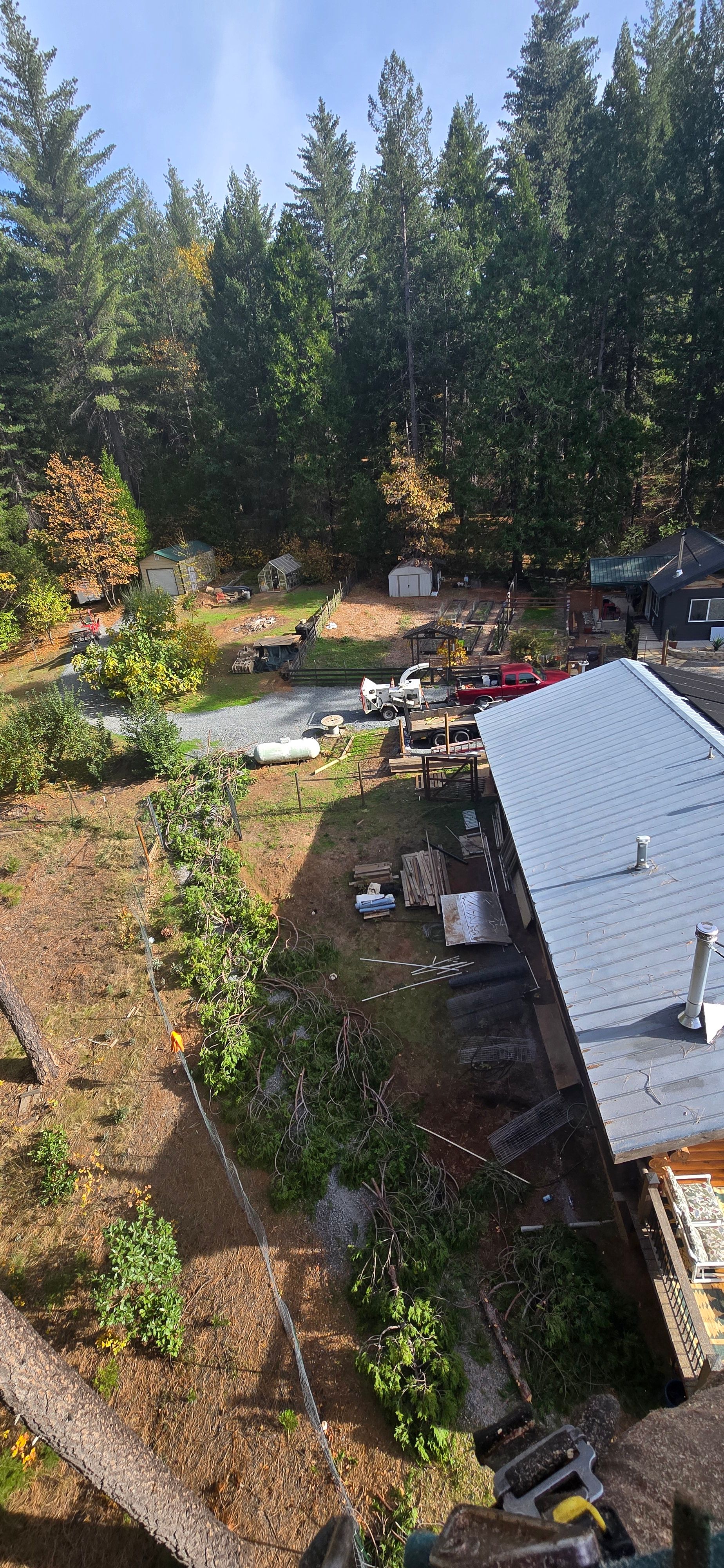  for George Staddan's Professional Tree Care in Placerville, CA