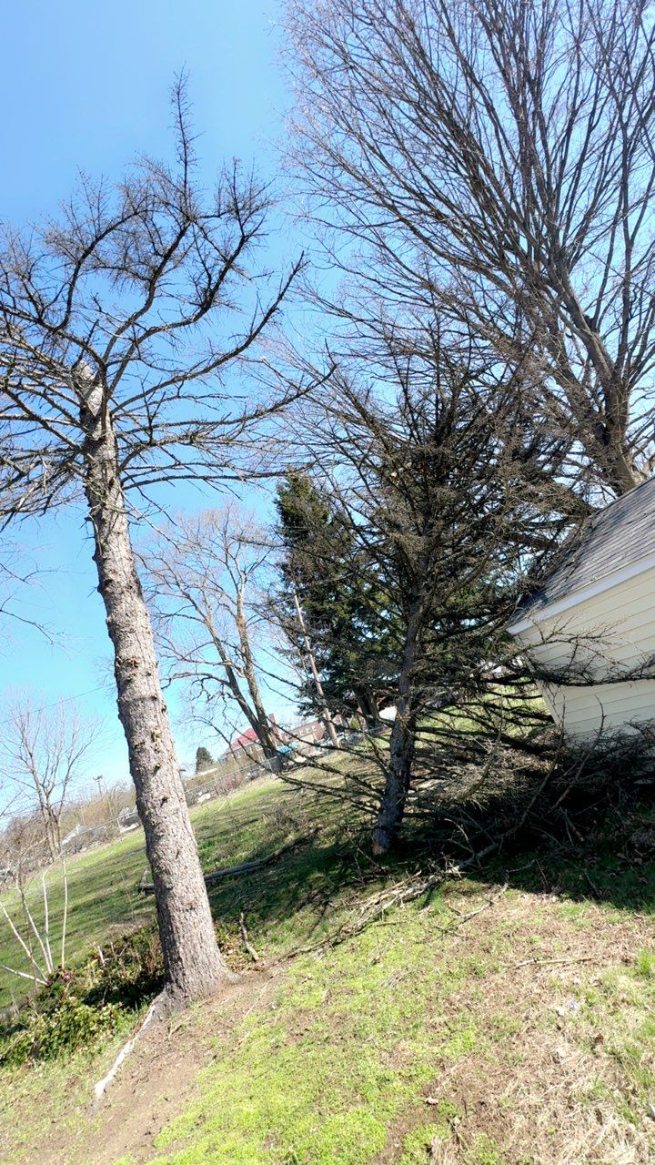  for Branching Out Tree Service in Hastings, MI