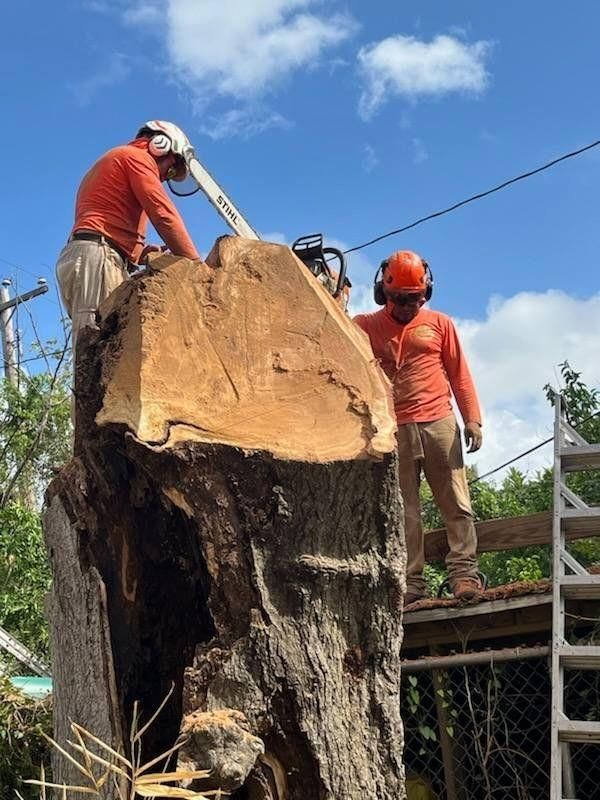  for Servin's Tree Care  in Houston, TX