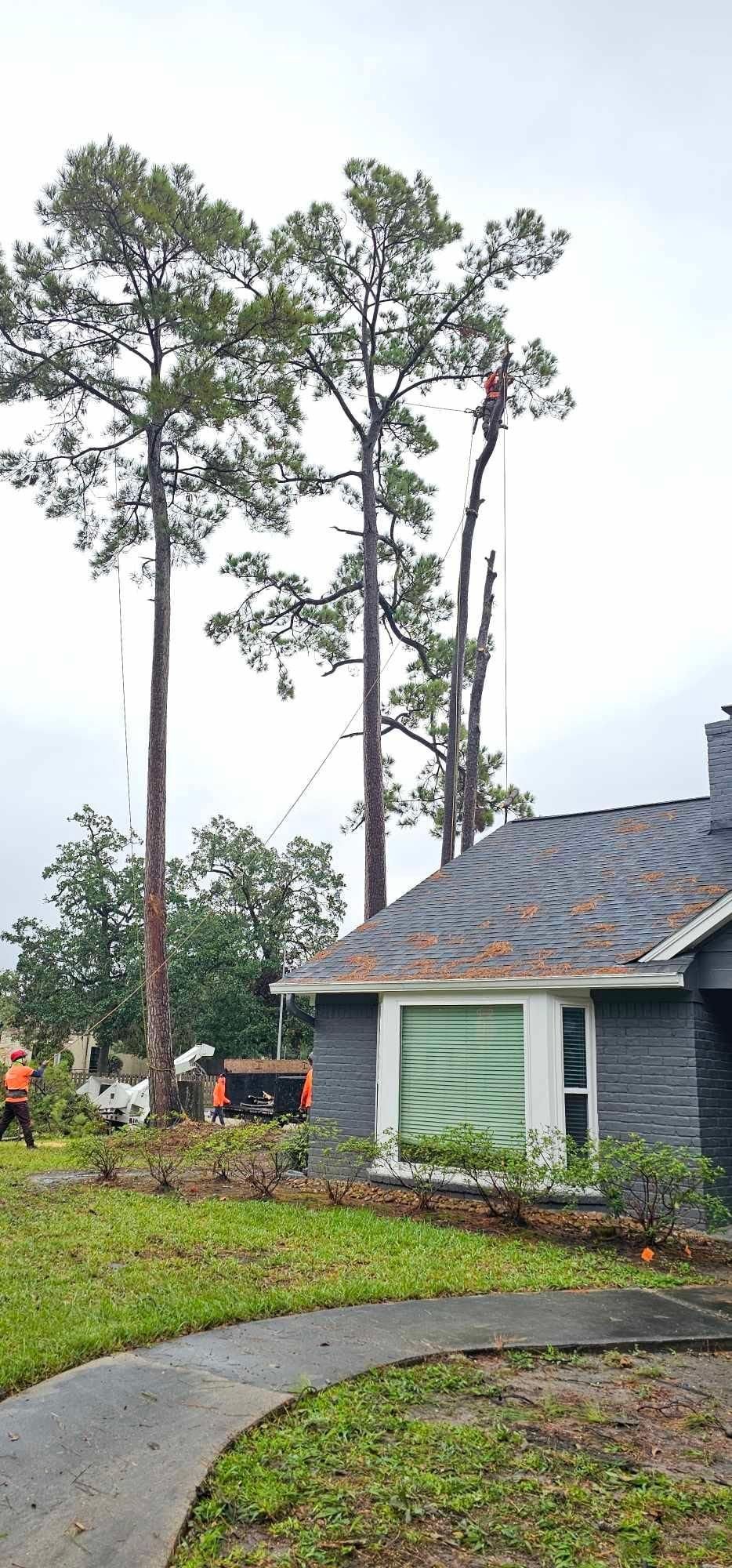  for Servin's Tree Care  in Houston, TX