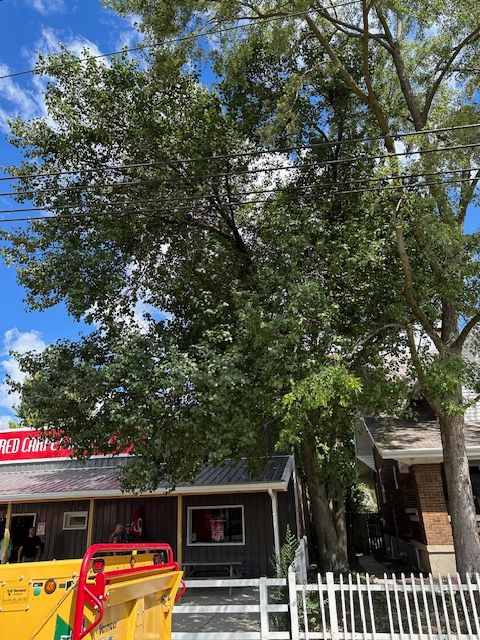 Tree Removal for Pro Tree Trim & Removal, Llc in Dayton, OH