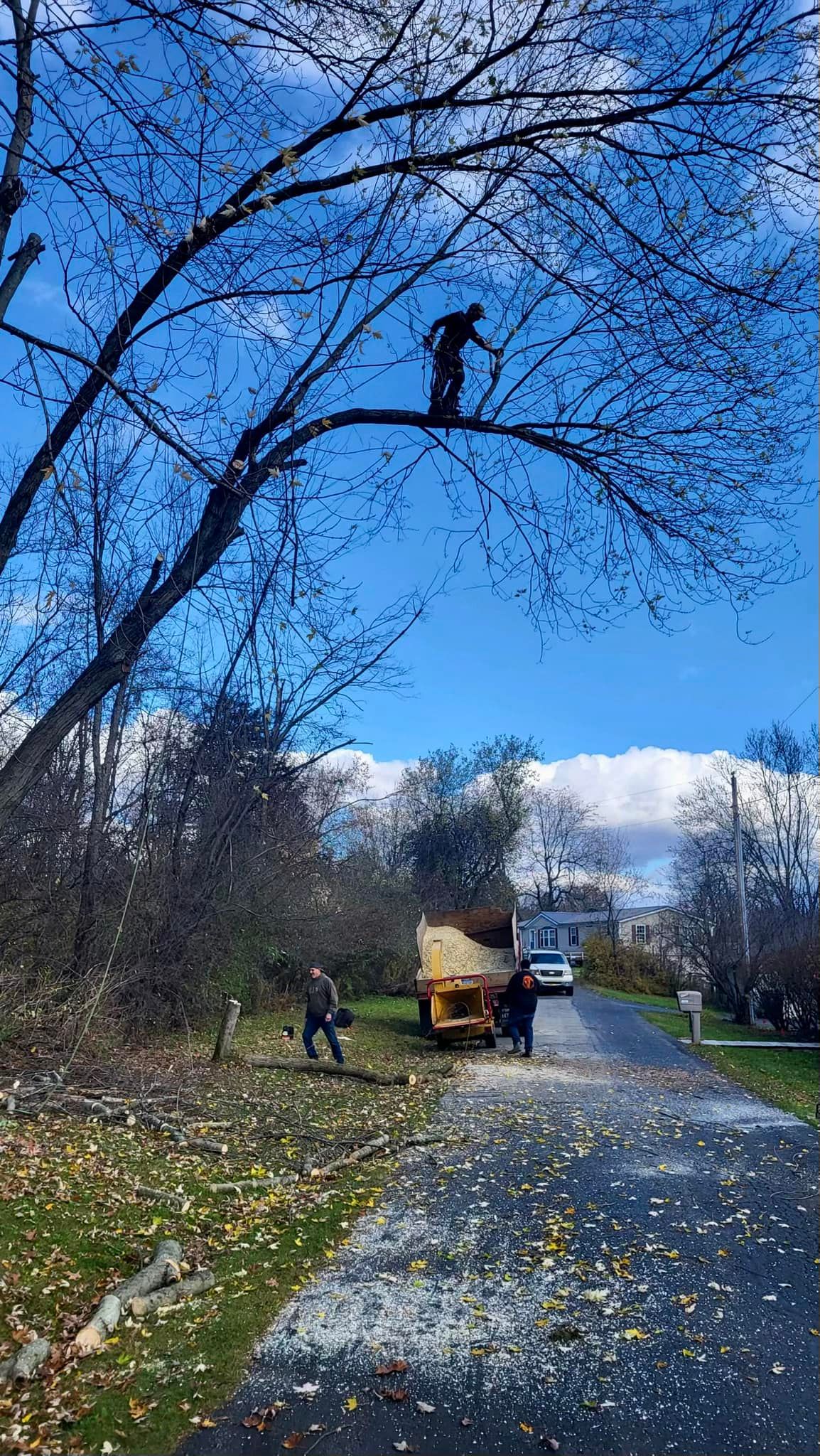  for Branching Out Tree Service in Hastings, MI