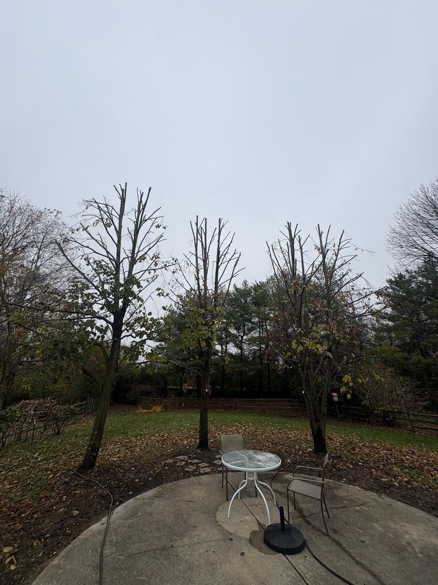  for Dig-It Tree Company in Mason, OH