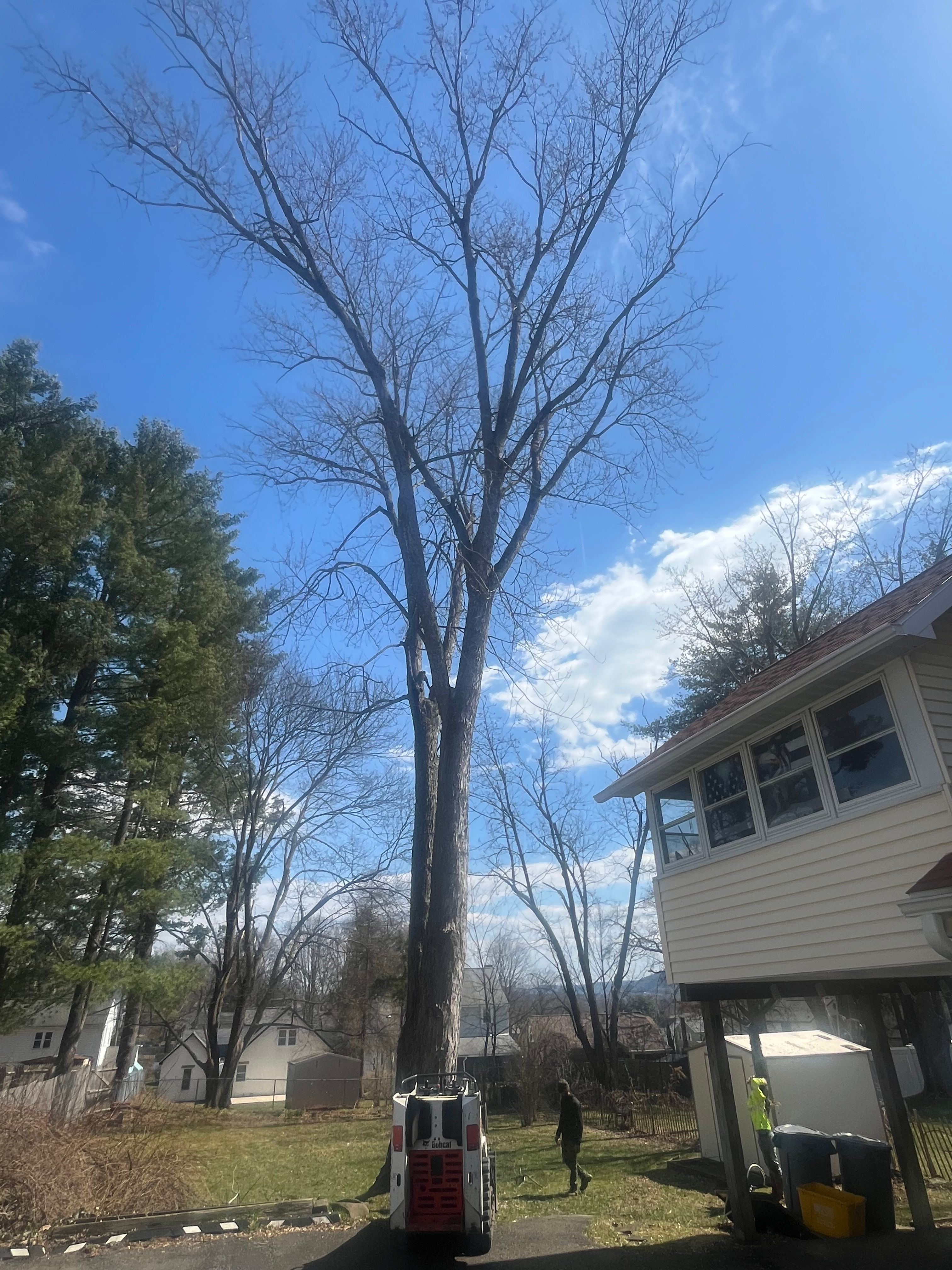 Tree Removal for Licensed to Cut Tree Service in Athens, PA