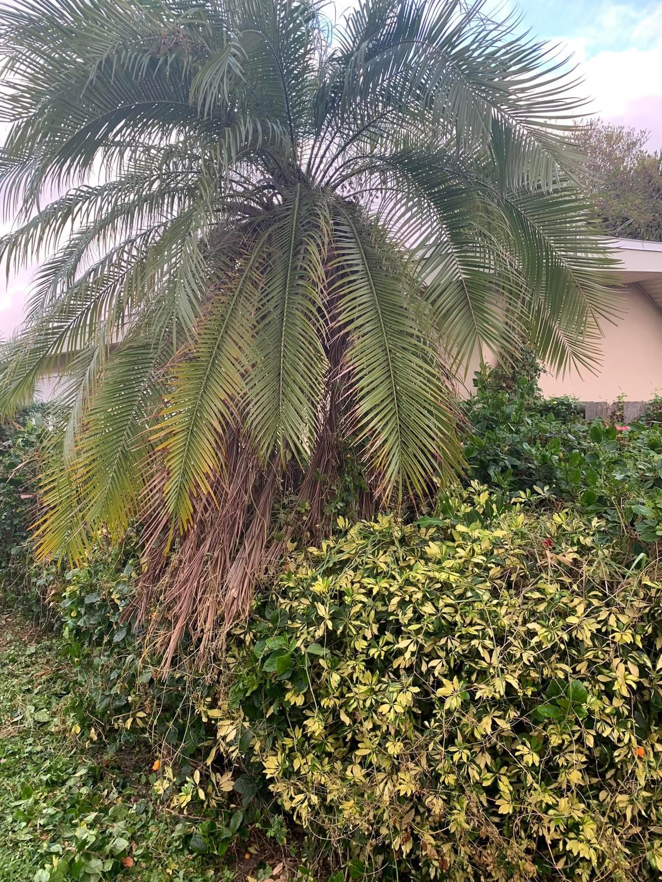  for Space Coast Property Maintenance and Management LLC in Melbourne, FL