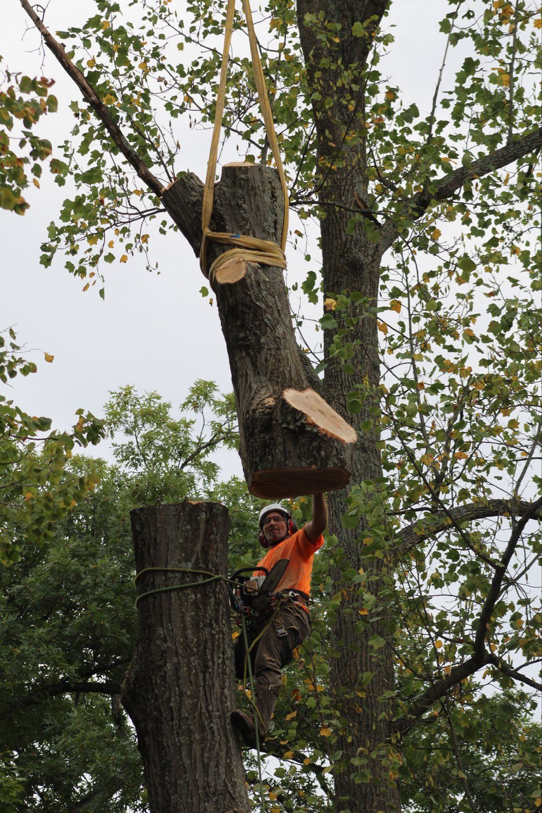  for Advanced Tree Solutions in Rockville, IN