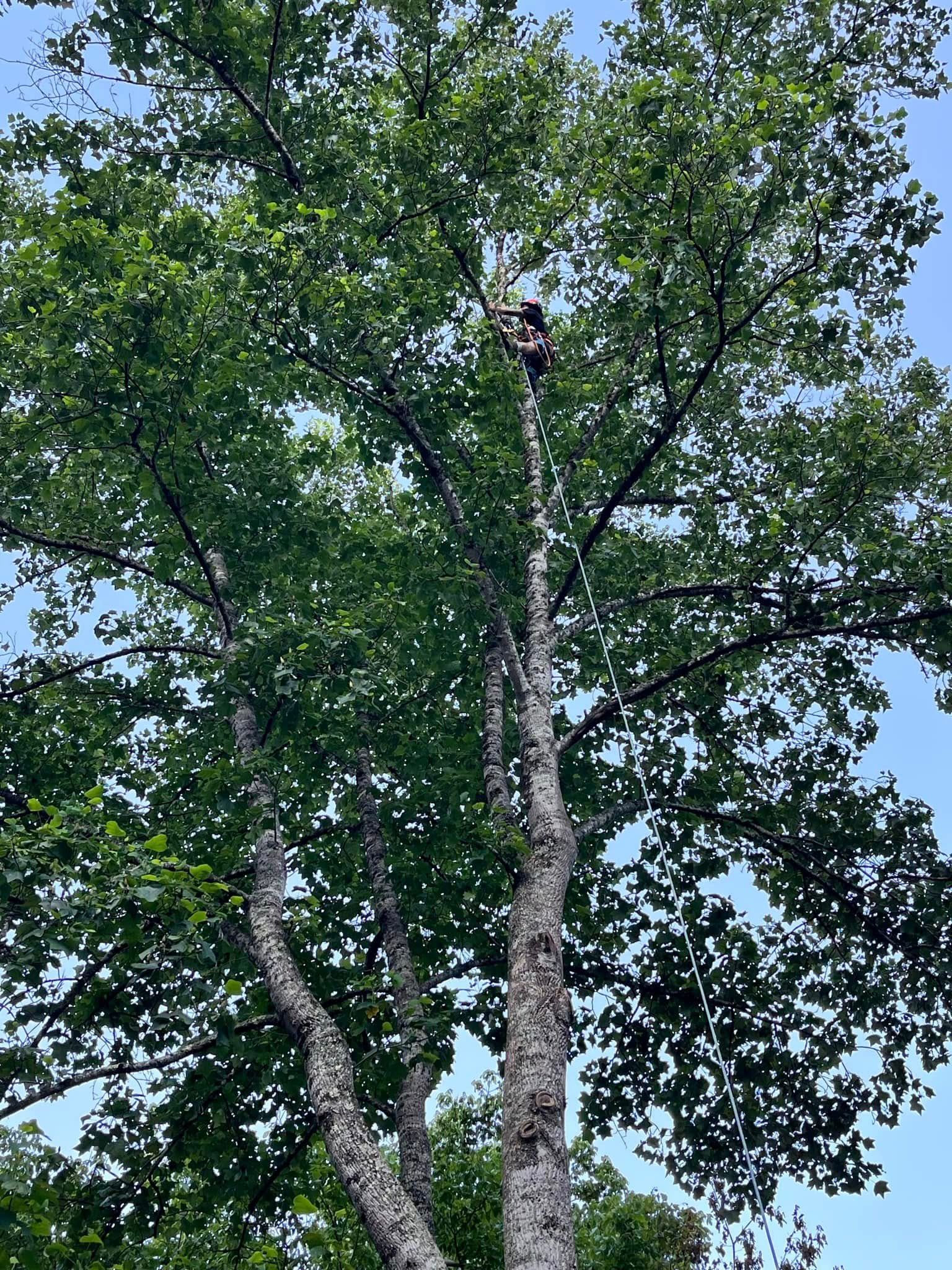 Tree Removal for Grainger Tree Service in Blaine, TN