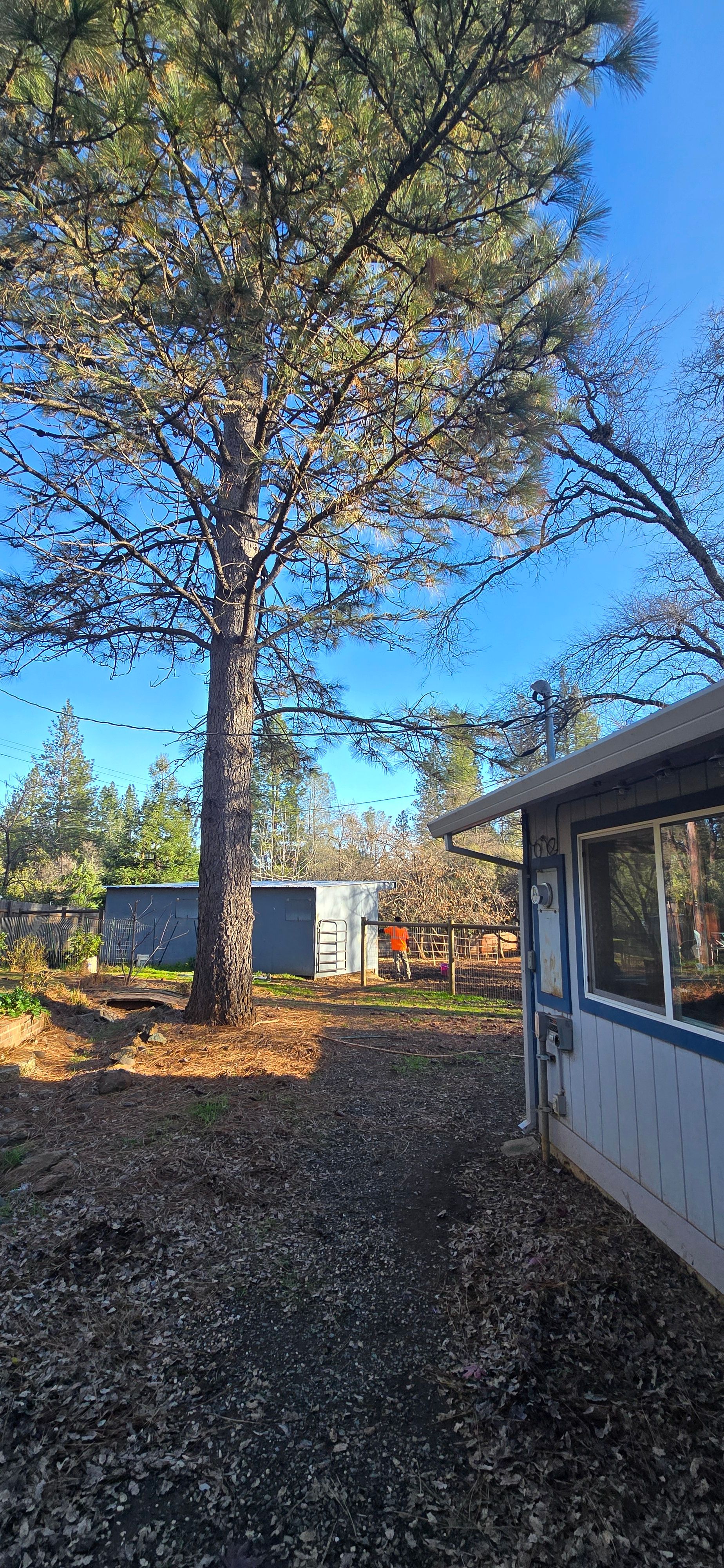  for George Staddan's Professional Tree Care in Placerville, CA