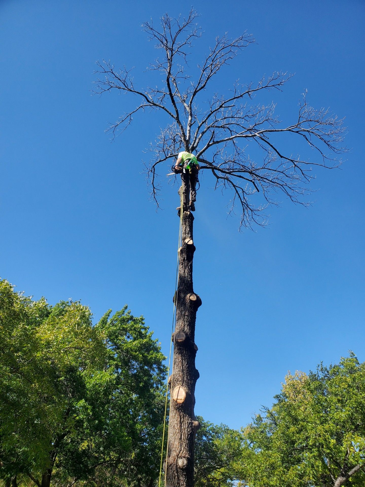  for TLC Professional Tree Service in Bedford, TX