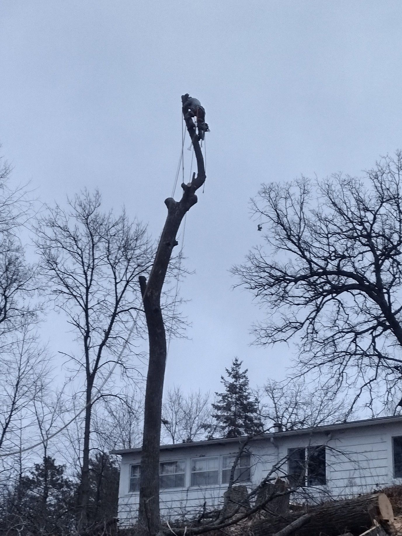  for Dan's Tree Service LLC in Bemidji, MN